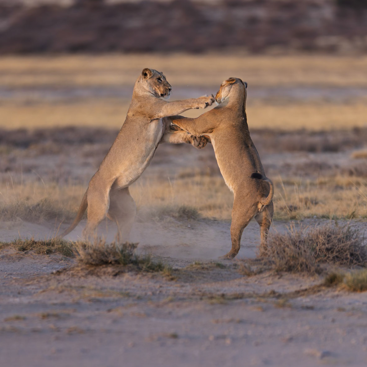 Playfight