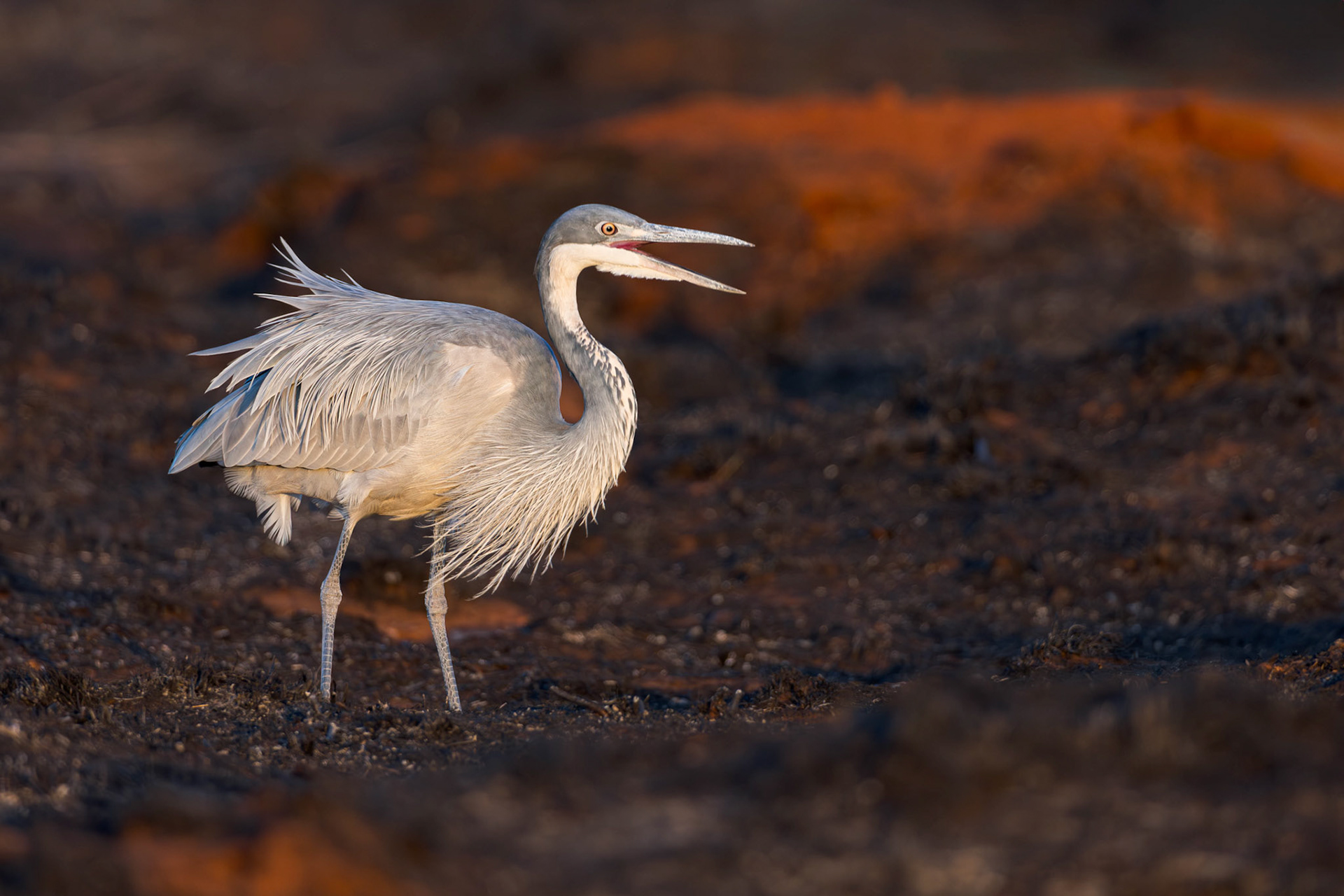 Black-headed Heron, Pretoria, South Africa