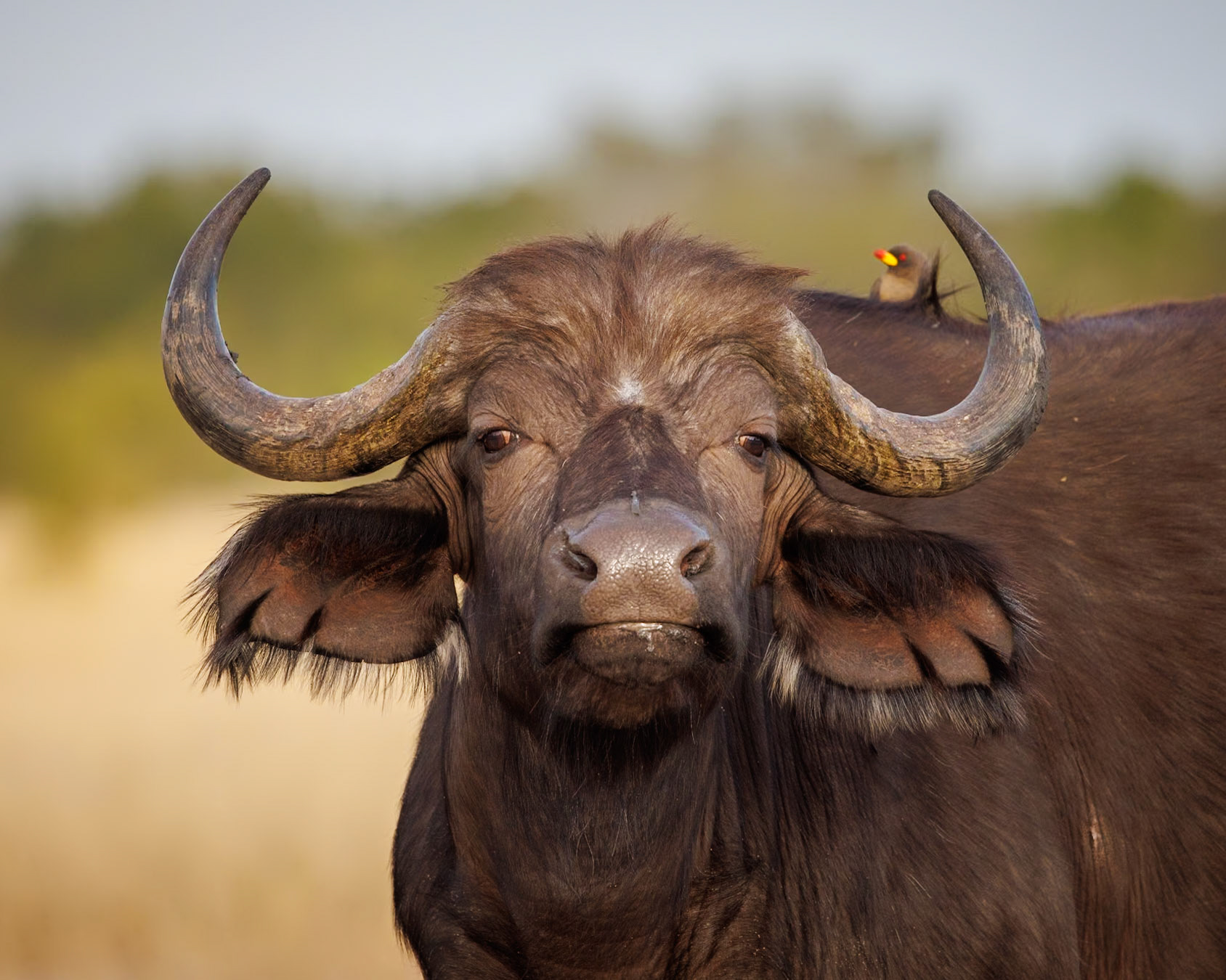 Mana Pools, Zimbabawe