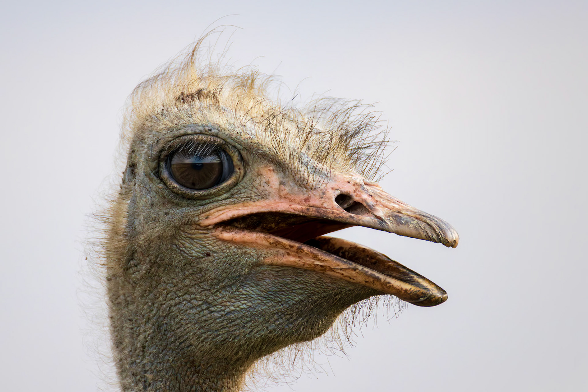 Common Ostrich, South Africa