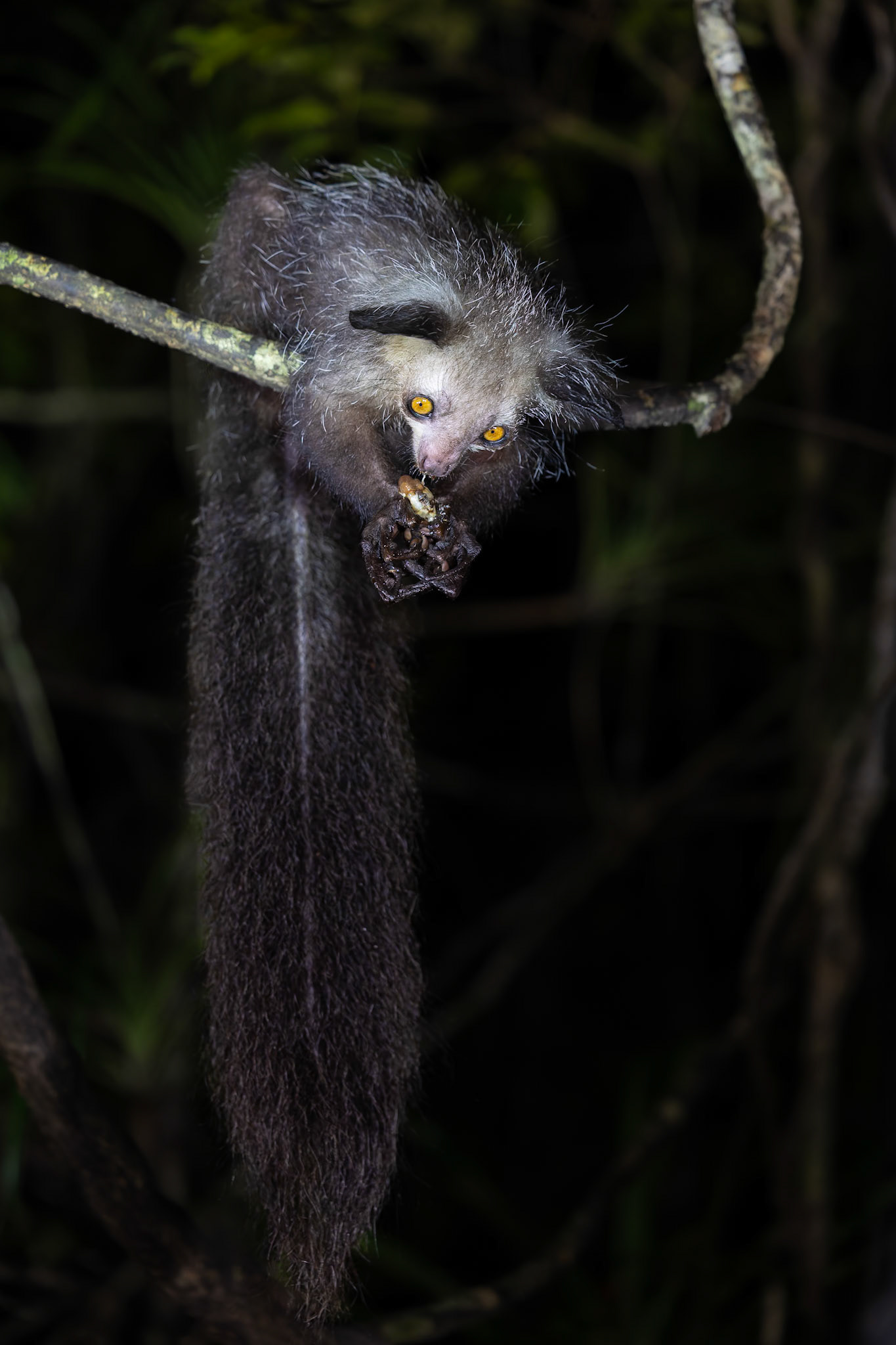 Aye-Aye