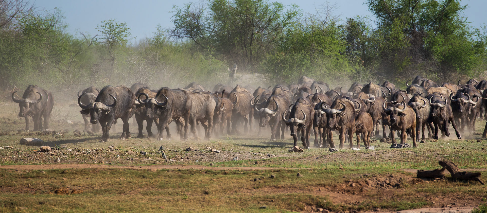 Madikwe, South Africa