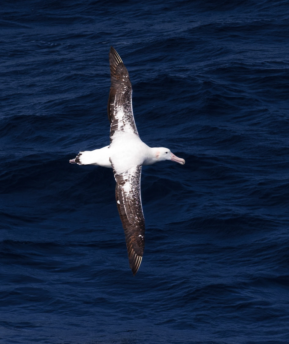 Tristan Albatros