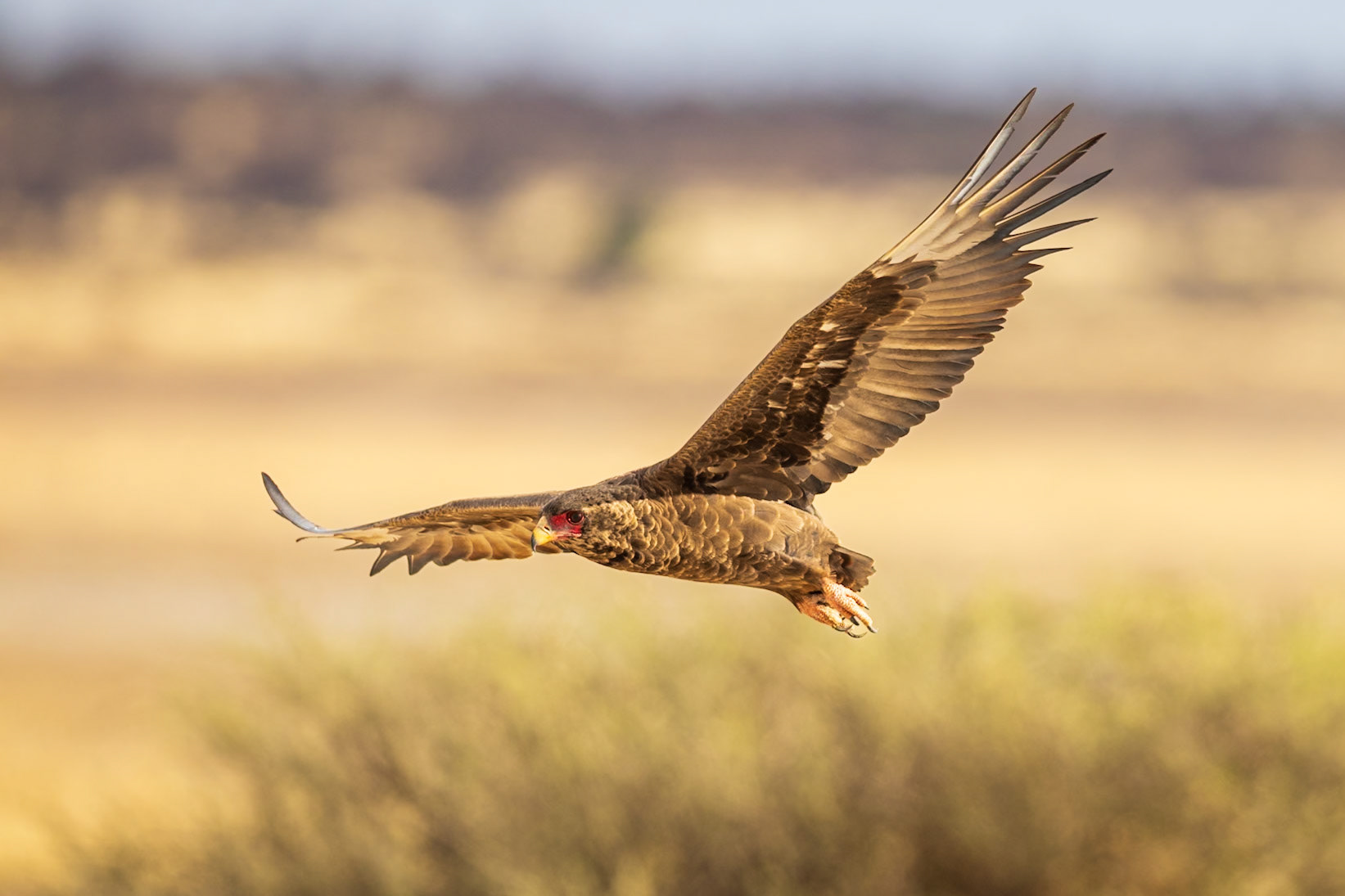 Bateleur