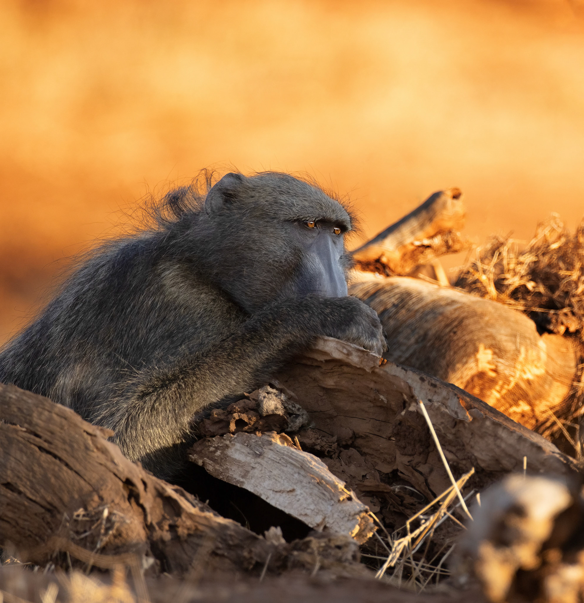 Chacma Baboons,Pafurie, Kruger National Park, South Africa