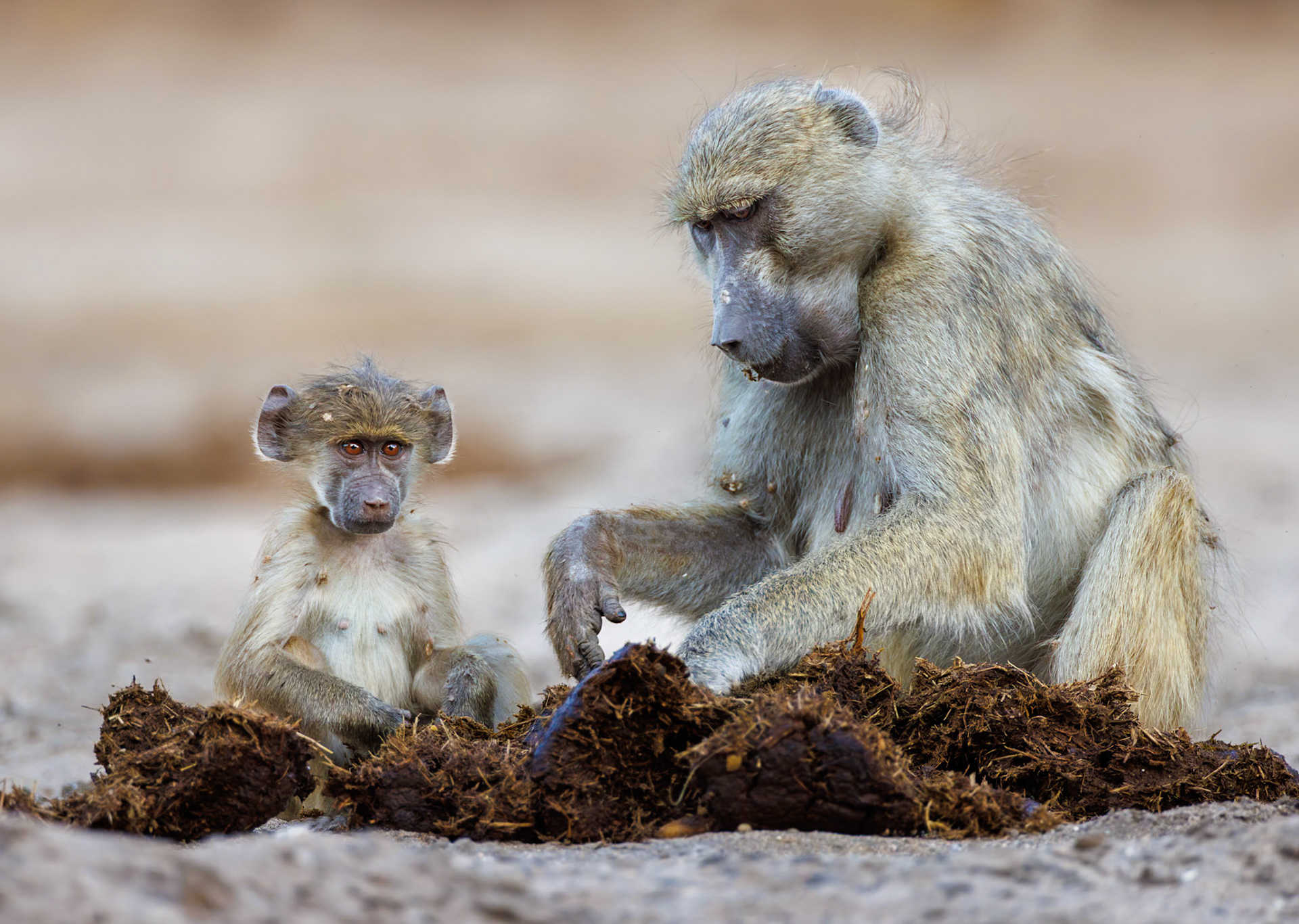 Chacma Baboon, Zimbabwe