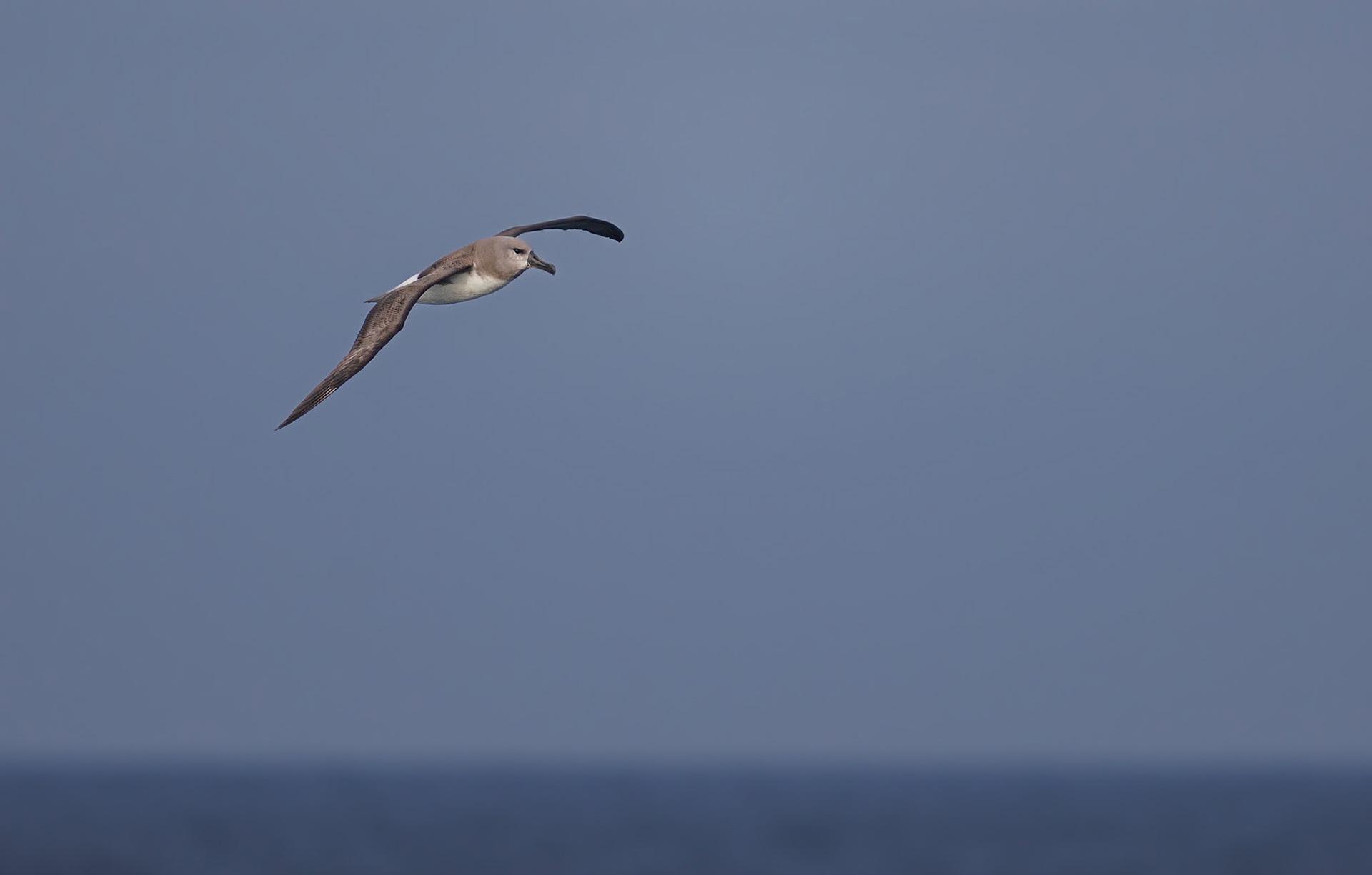 Grey -Headed Albatros
