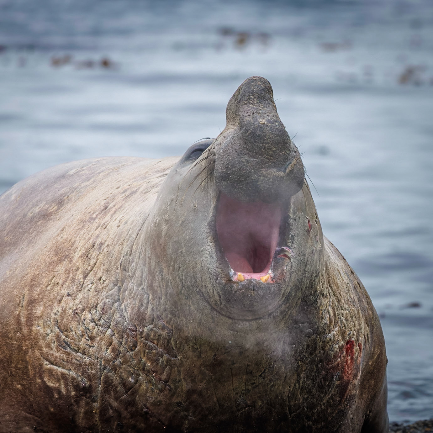 South Georgia,Southern Oceans