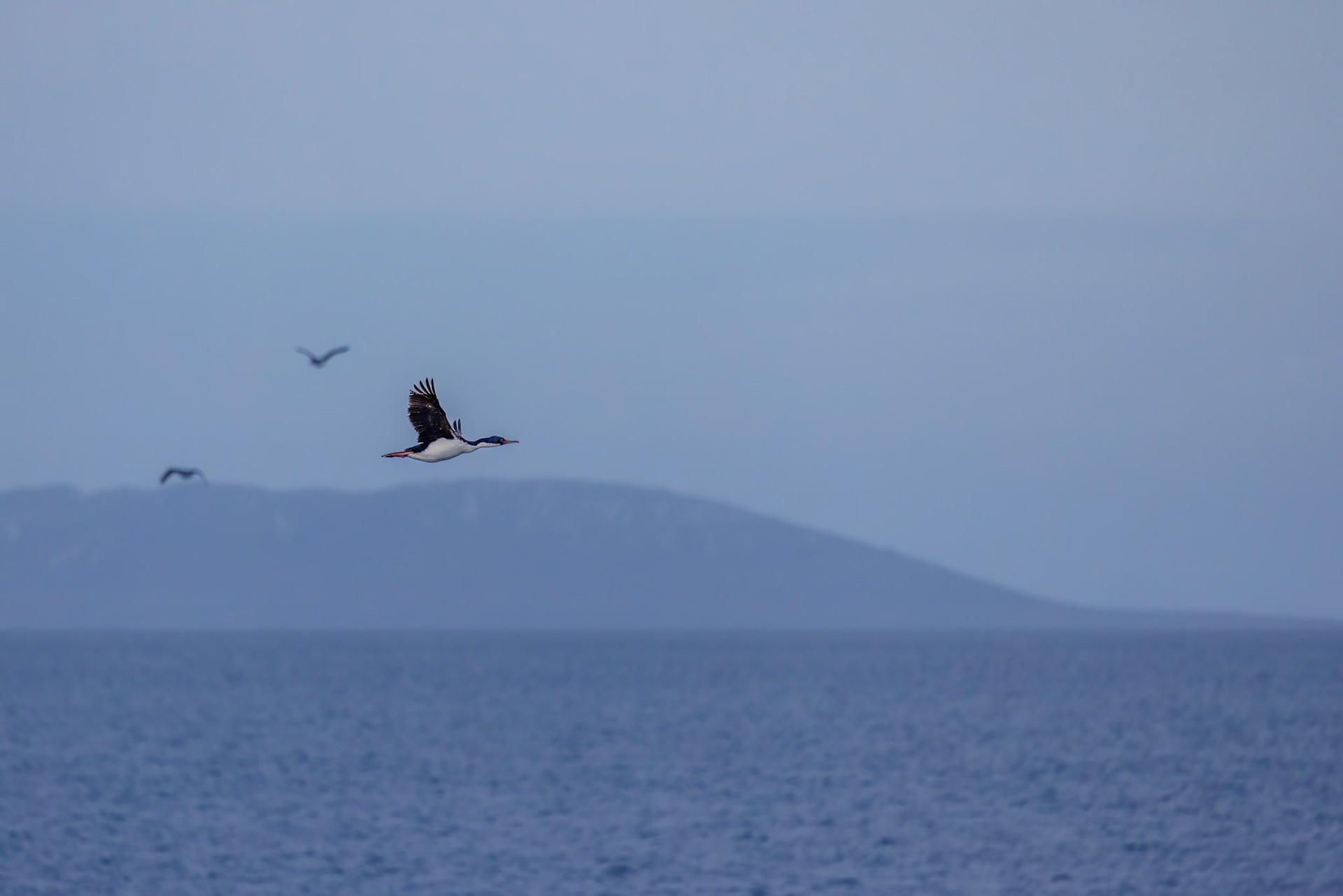 Antarctic Shag