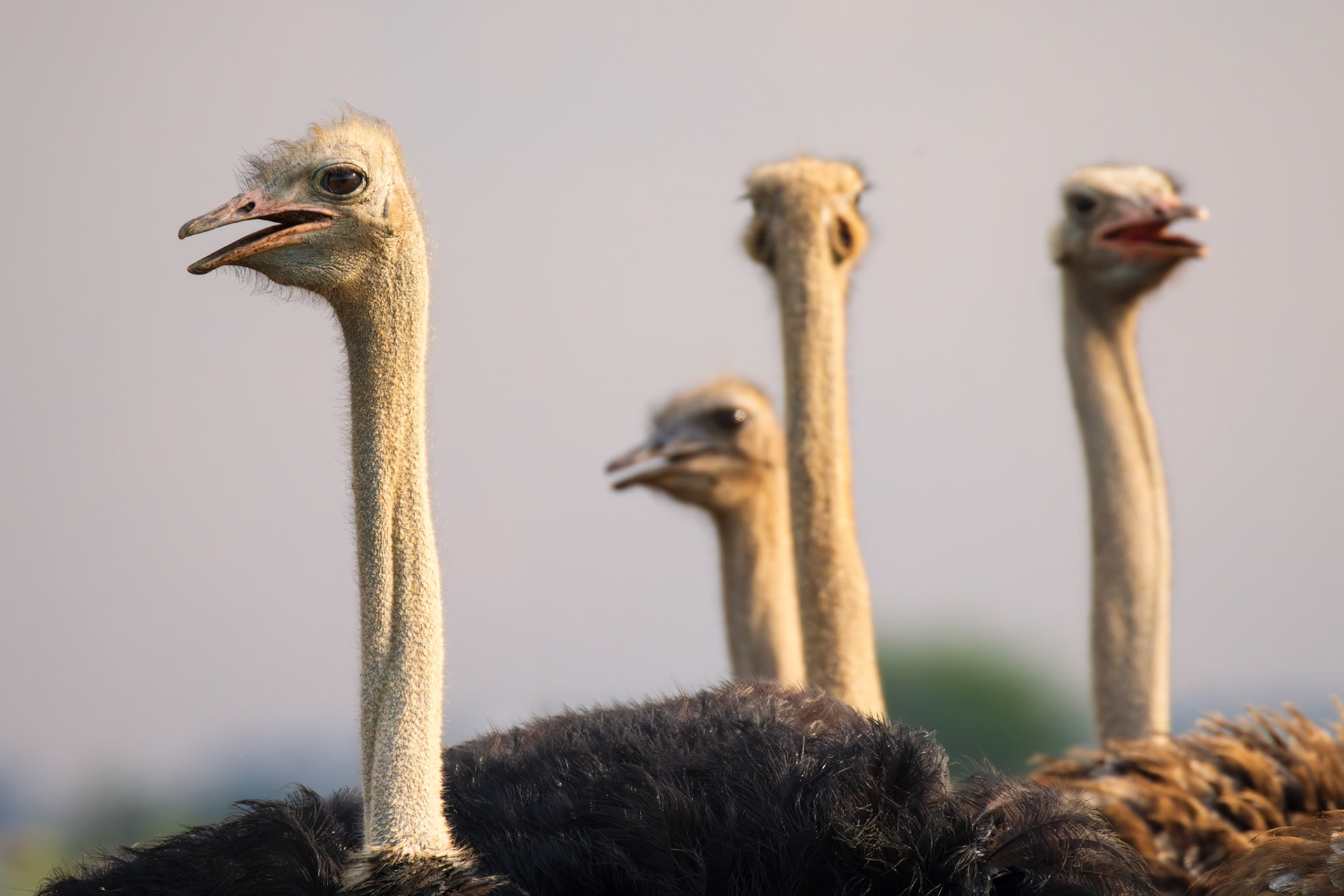Common Ostriches, SOuth Africa