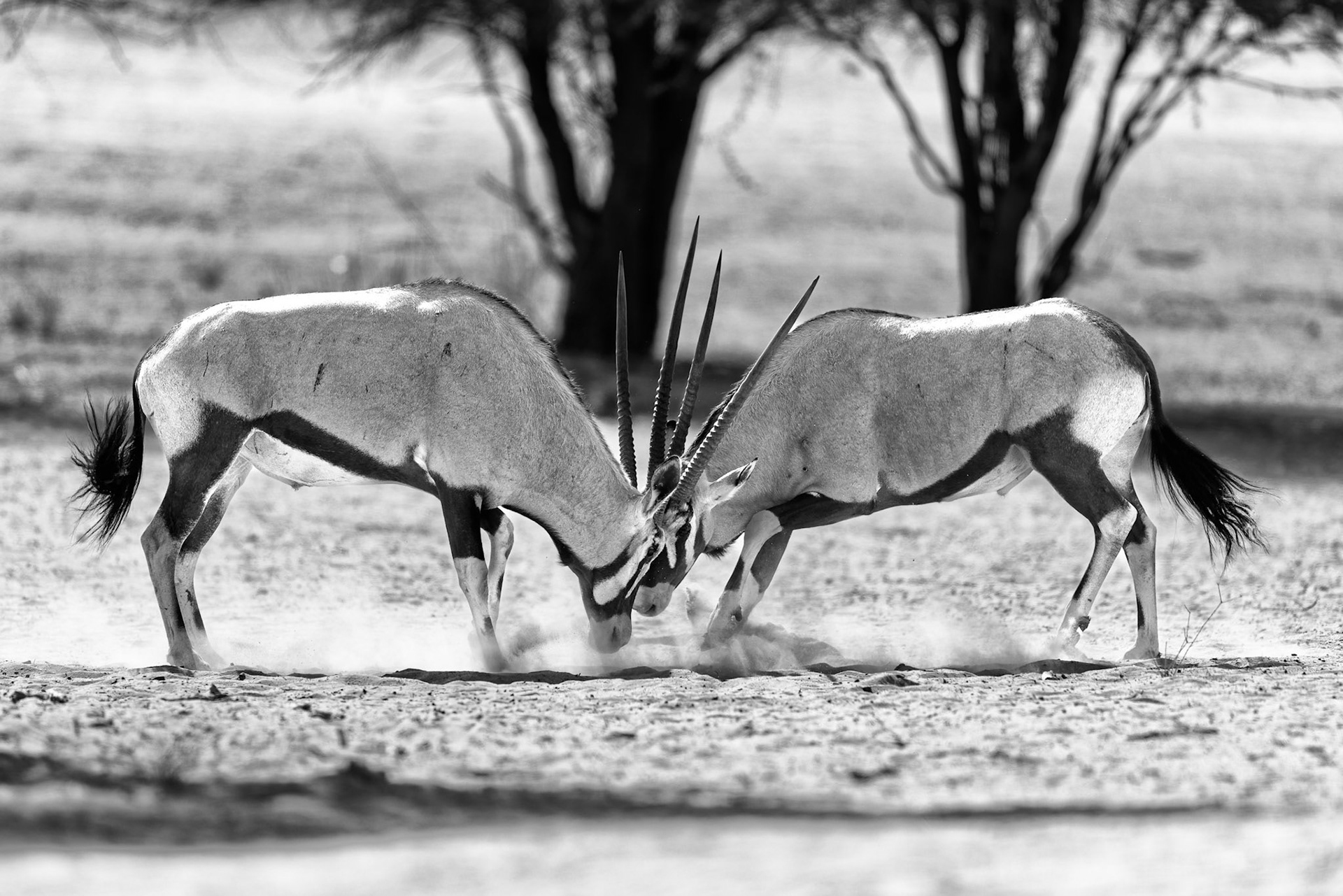 Kgalagadi, Botswana