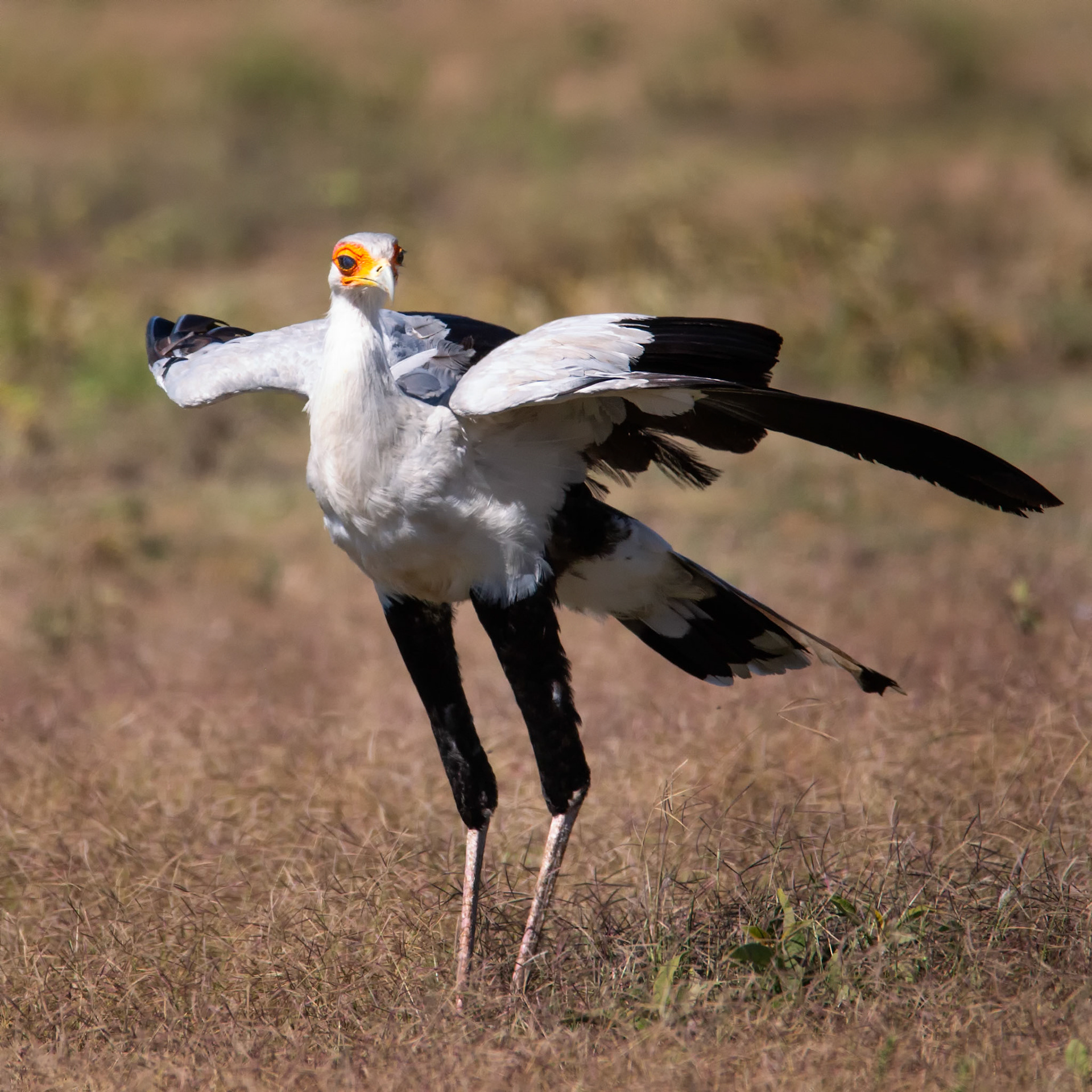 Secretarybird