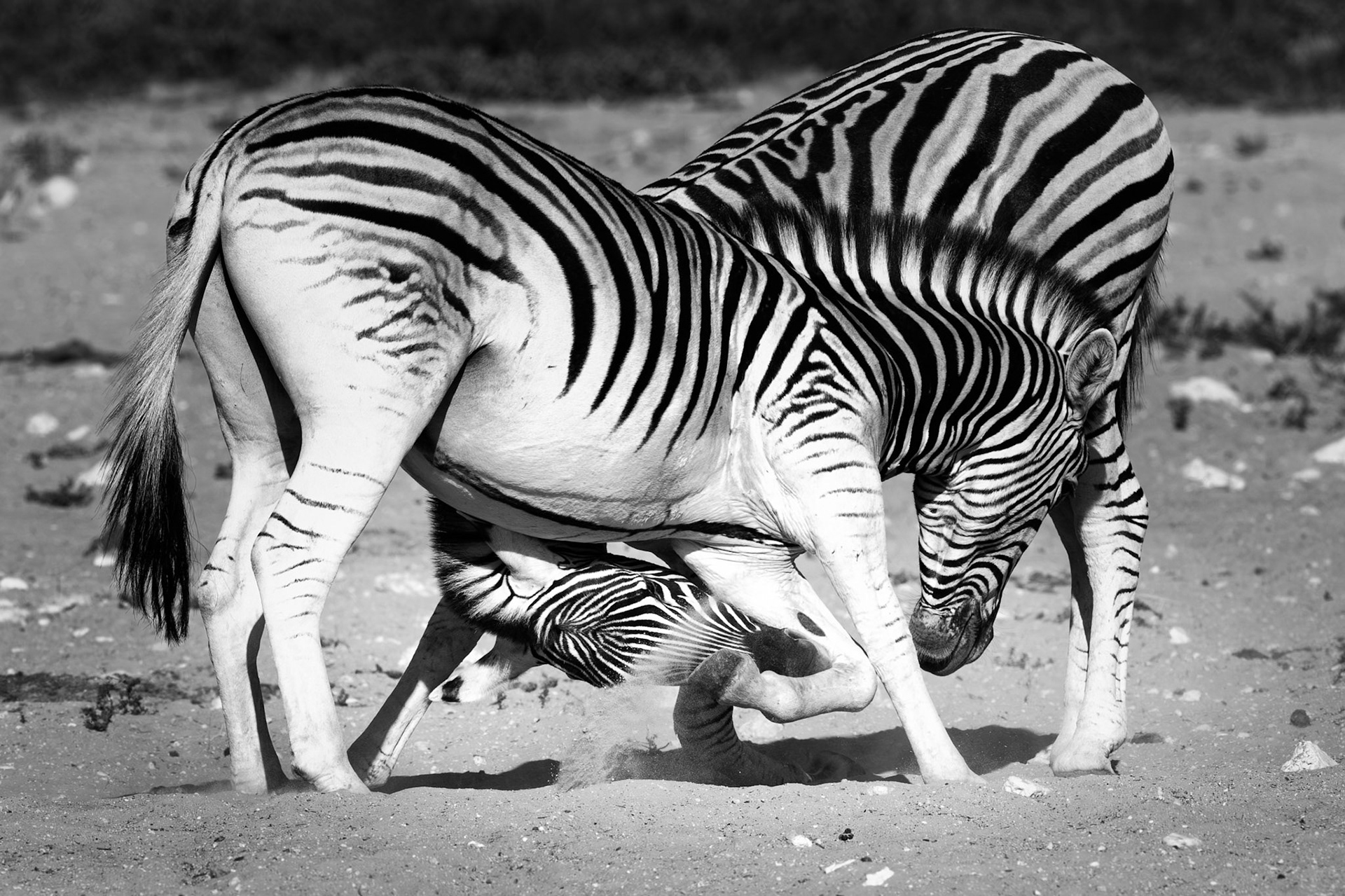 Stallion's Namibia