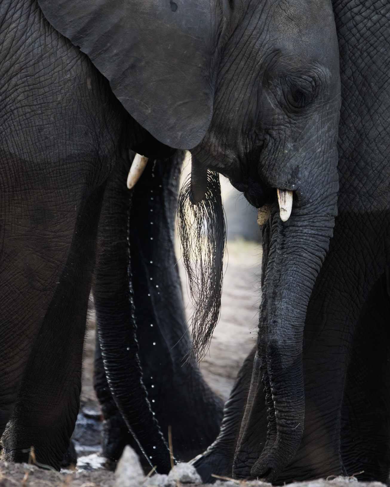 Hwange National Park, Zimbabwe