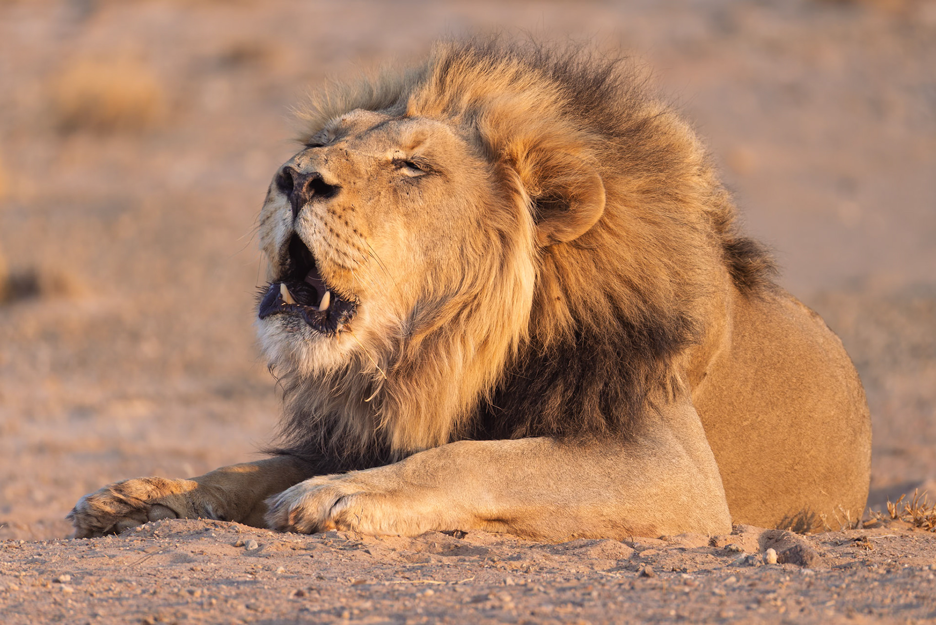 Roar