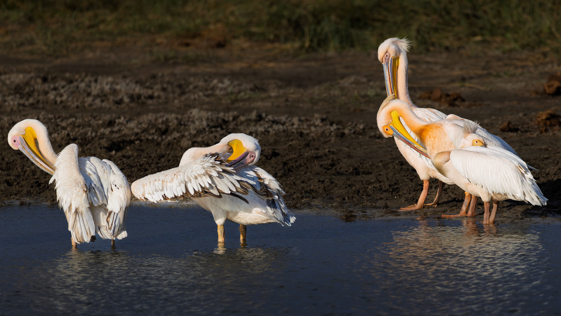 Great White Pelican, Boteti River, Botswana