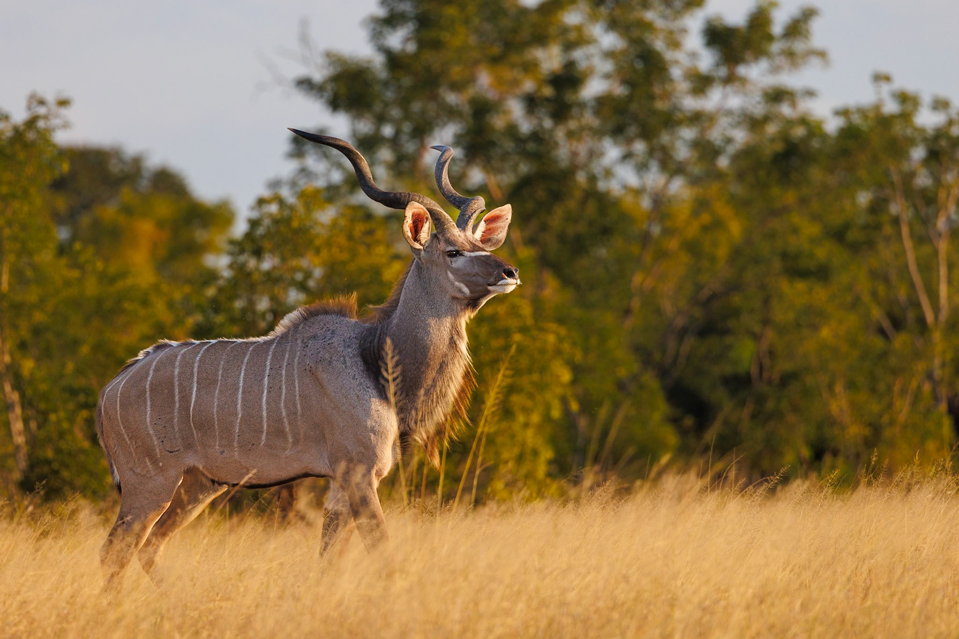 Kudu