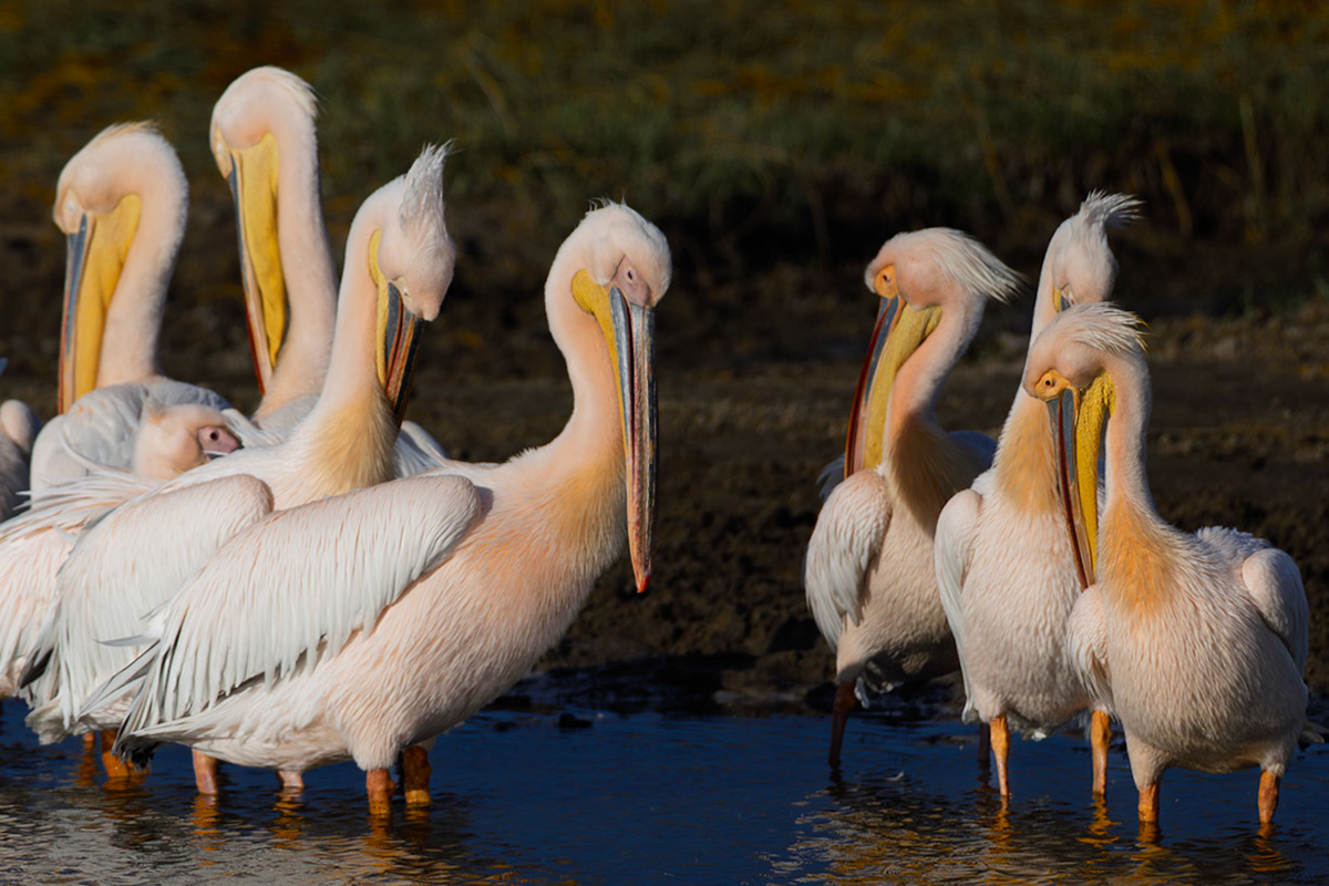 Great White Pelican, Boteti River, Botswana