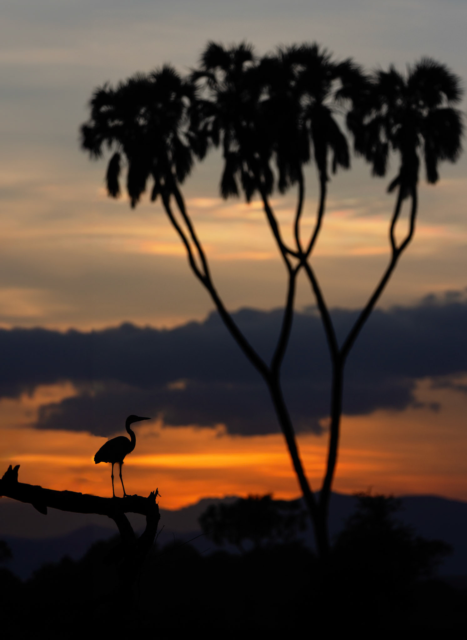Samburu