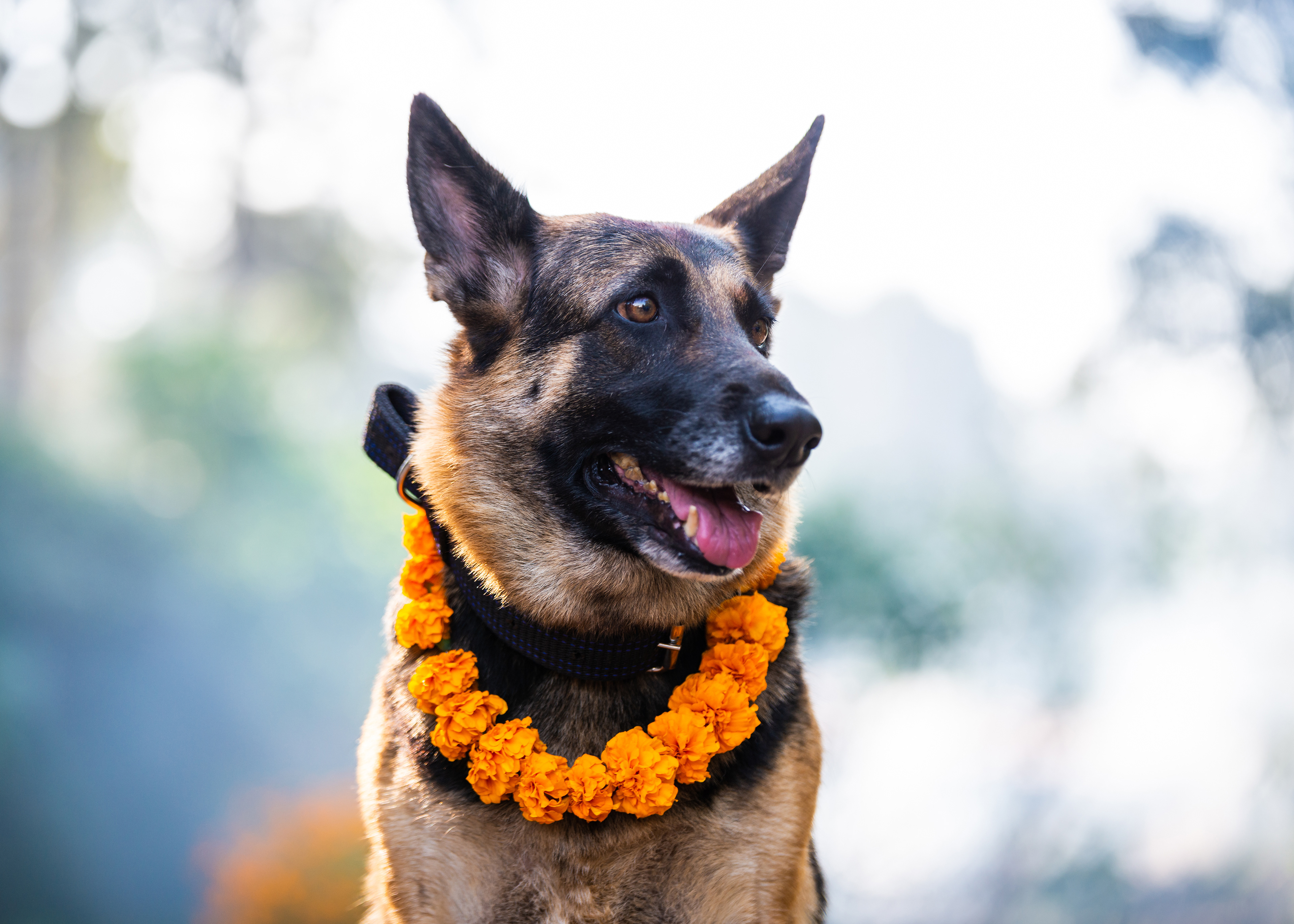 German shepherd with a marigold garland for Kukur Tihar (dog Deepawali) in Kathmandu, Nepal