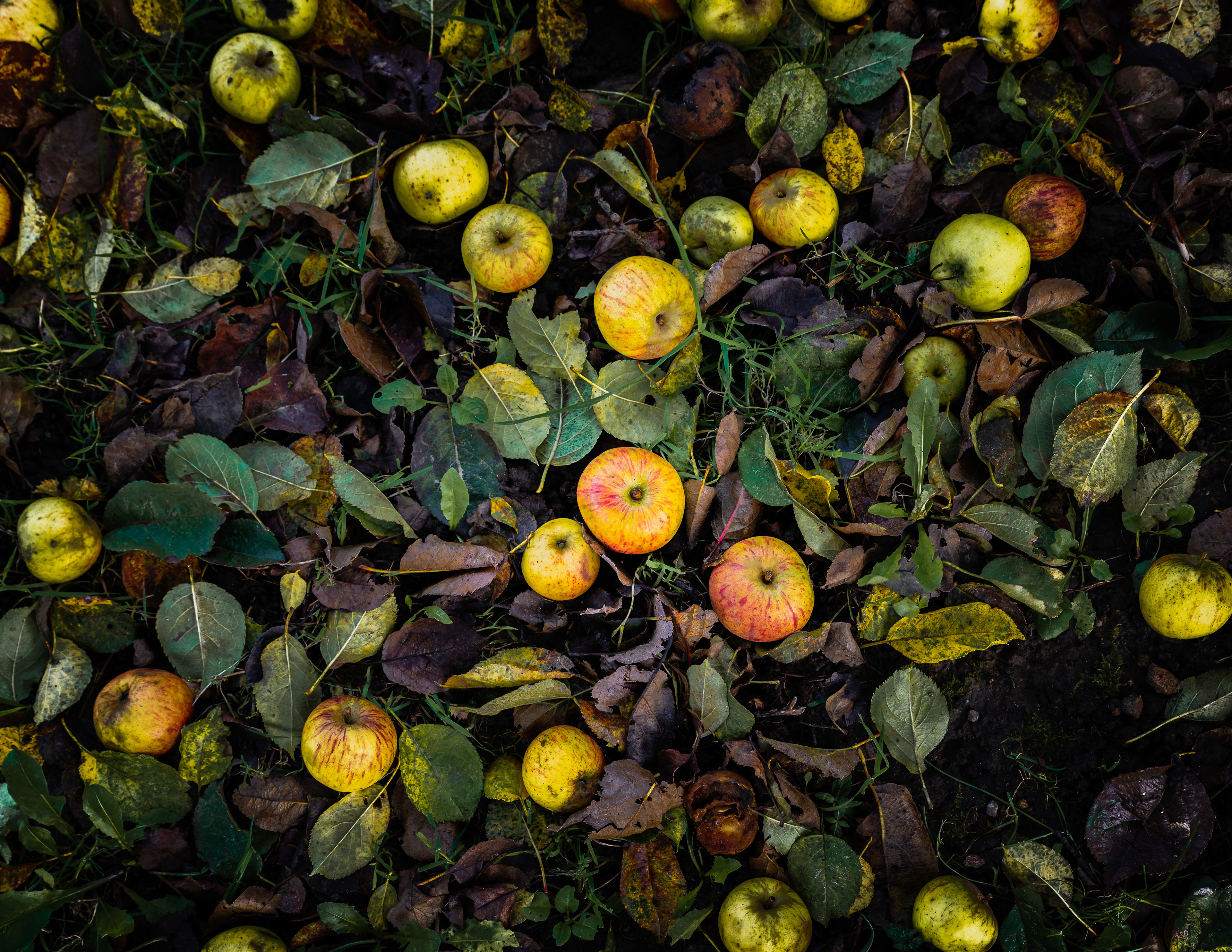 Fallen red and yellow apples on orchard ground