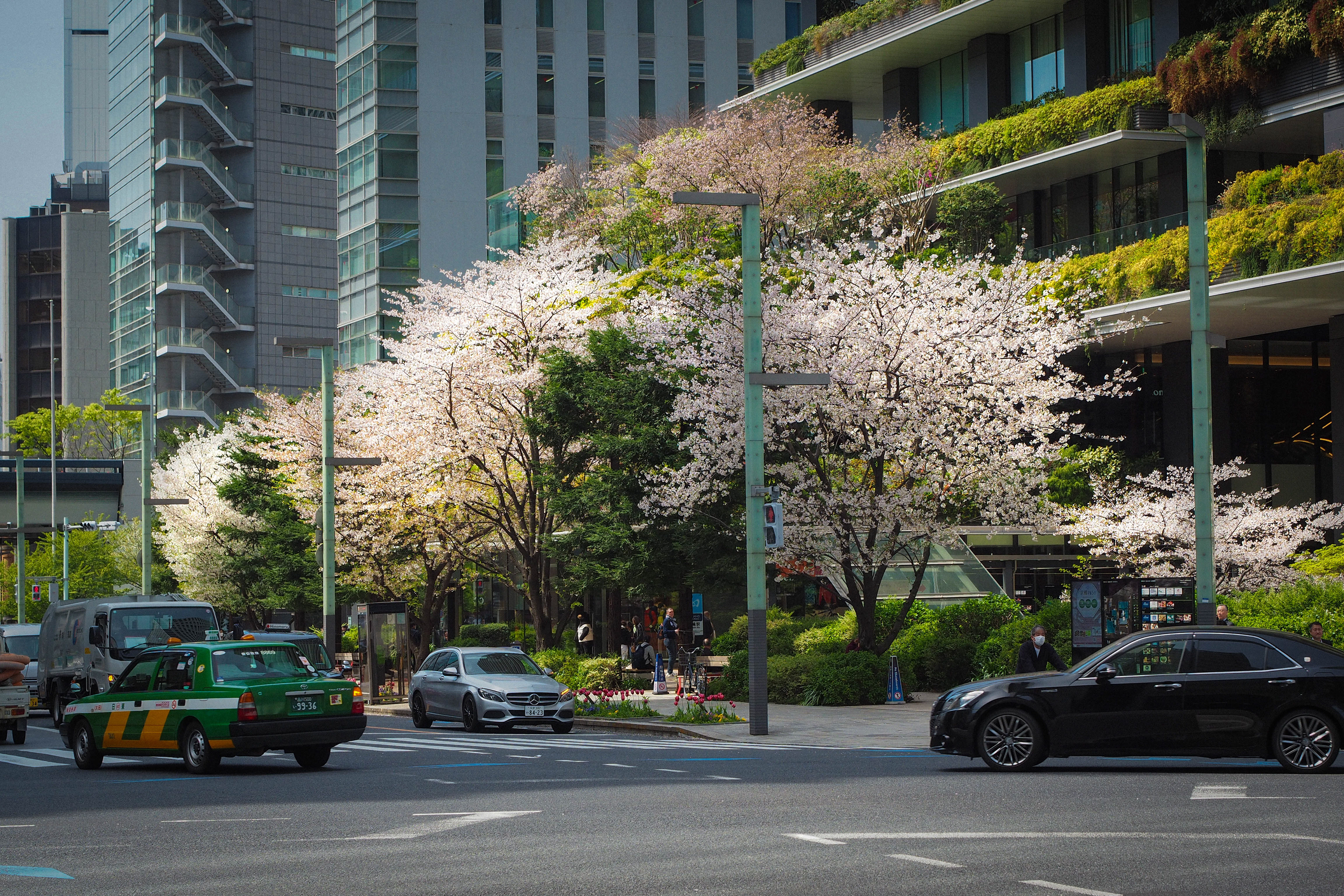 Cherry blossom fantasy
