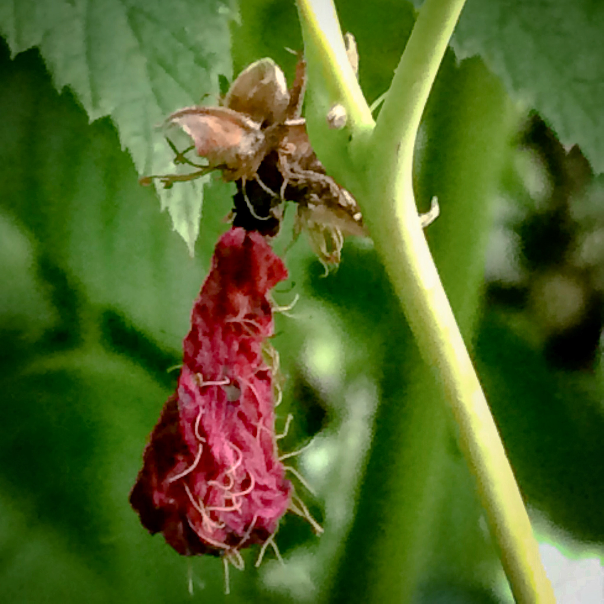 Raspberry Delight