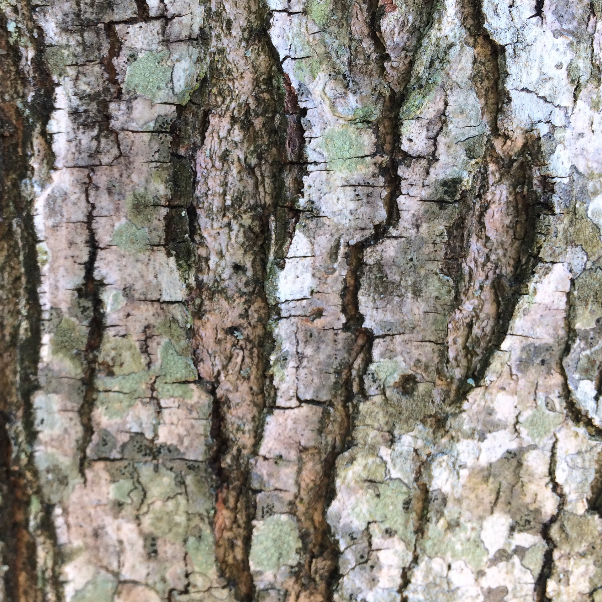 Fault Lines 