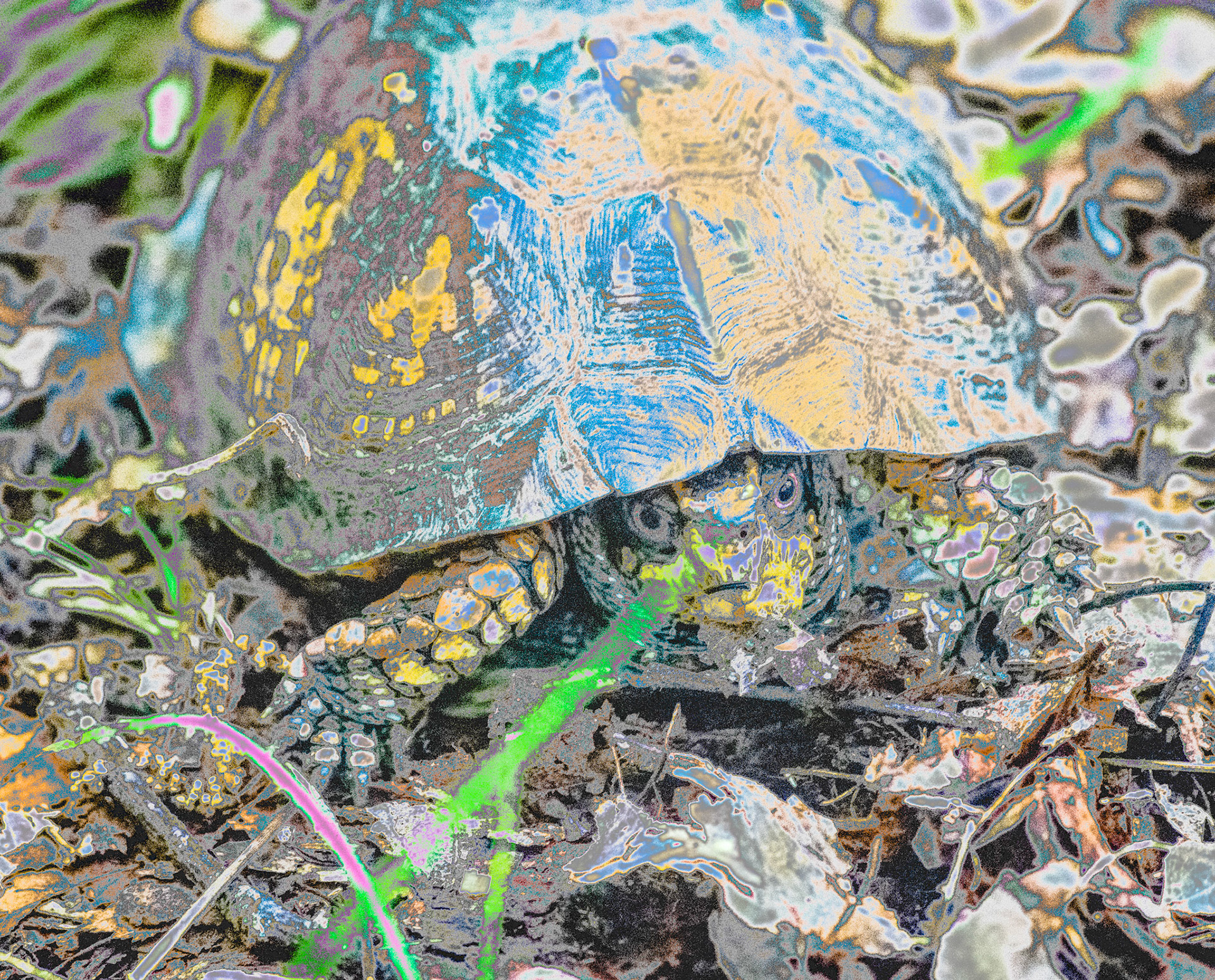 Turtle on the Move