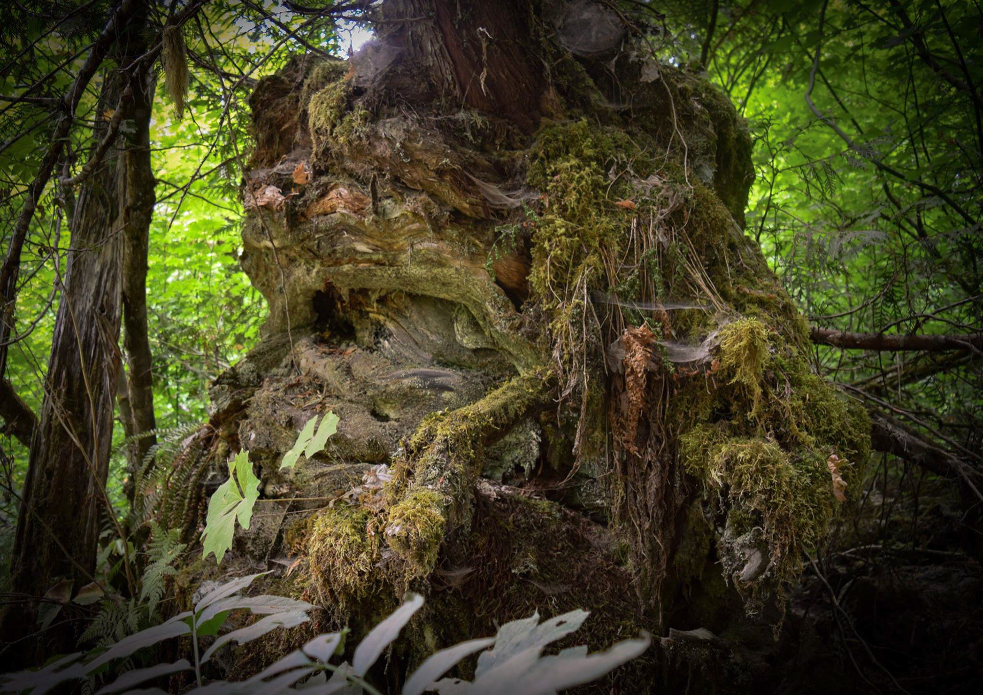 Forest Father: At the Grove of the Patriarchs