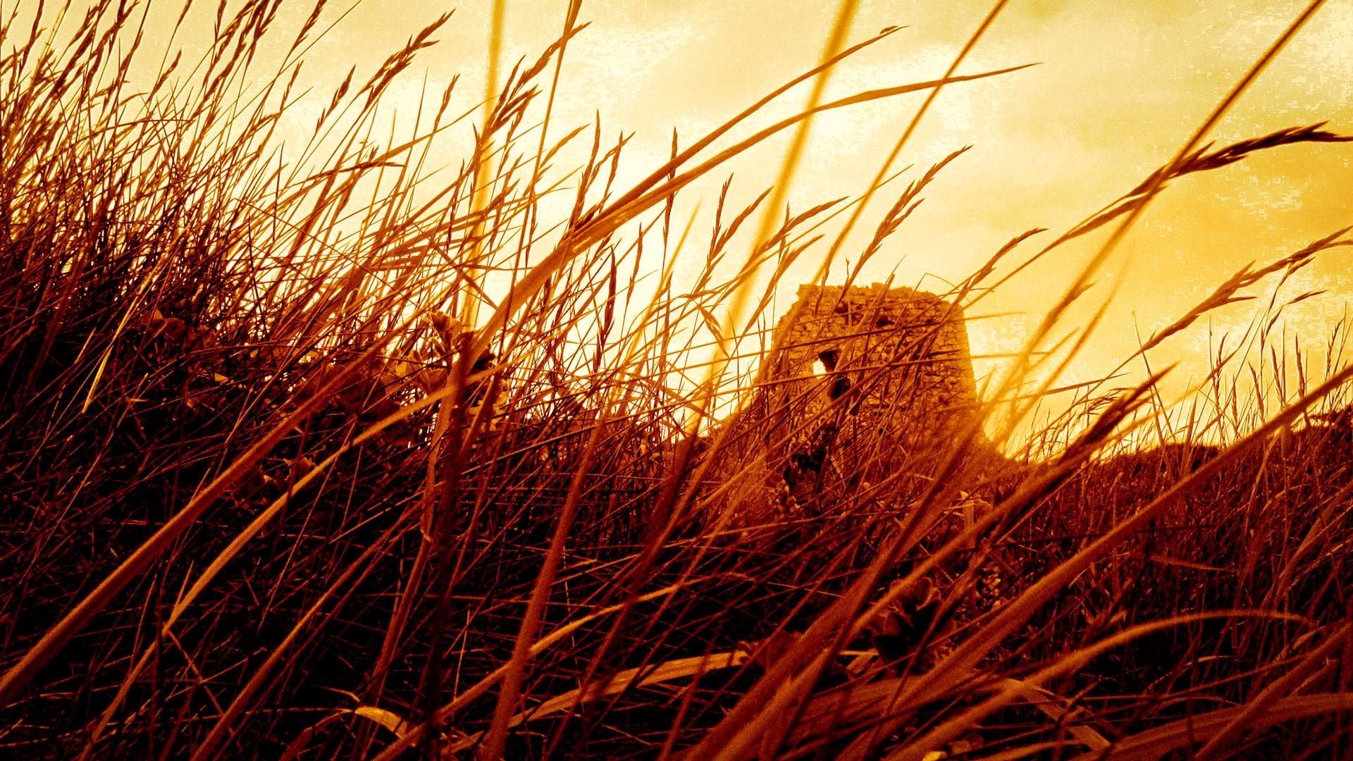 The Watcher
