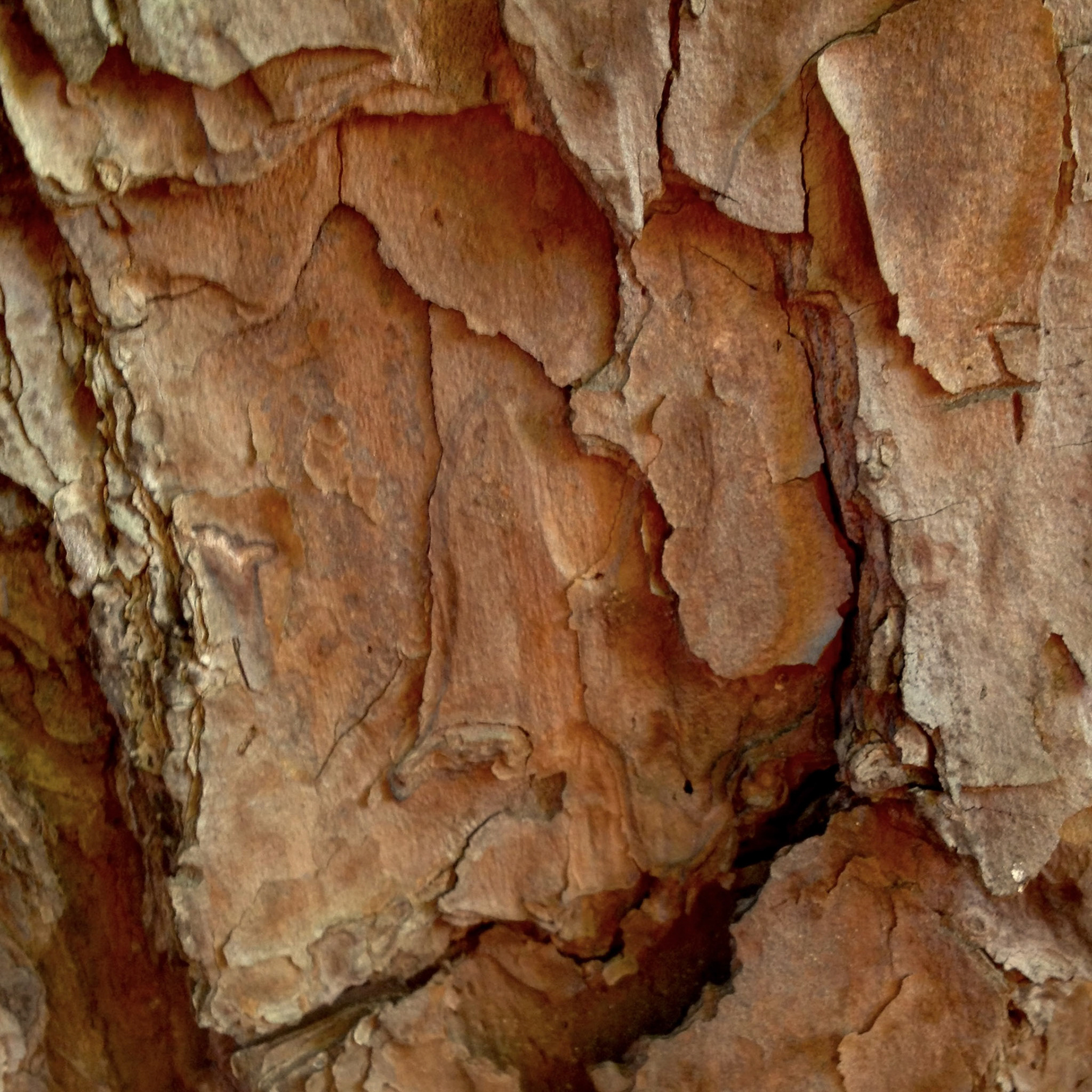 Memory of the Sacred Cave 