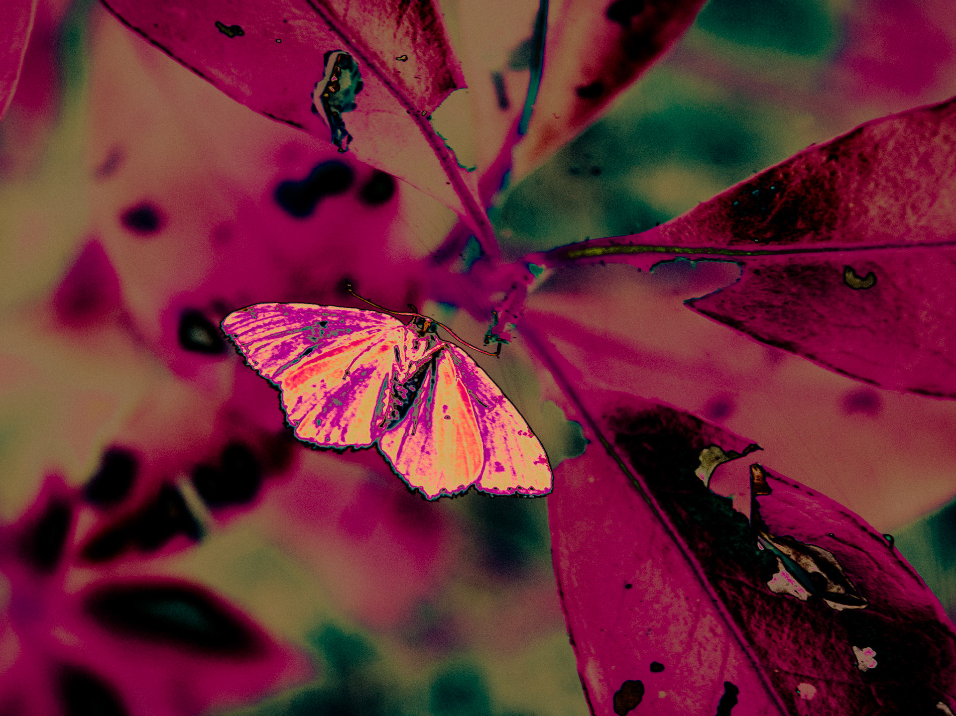 Kaleidocopic