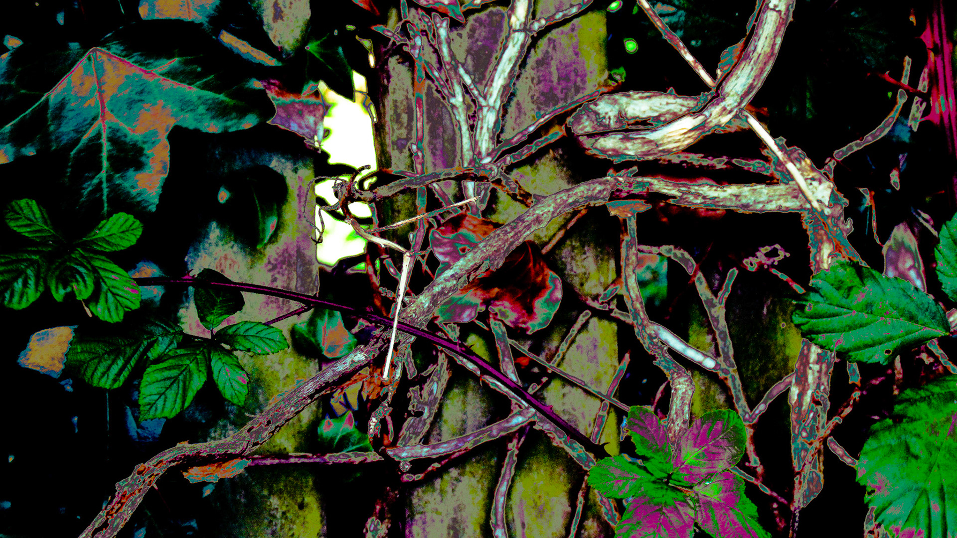 Tangled in Time