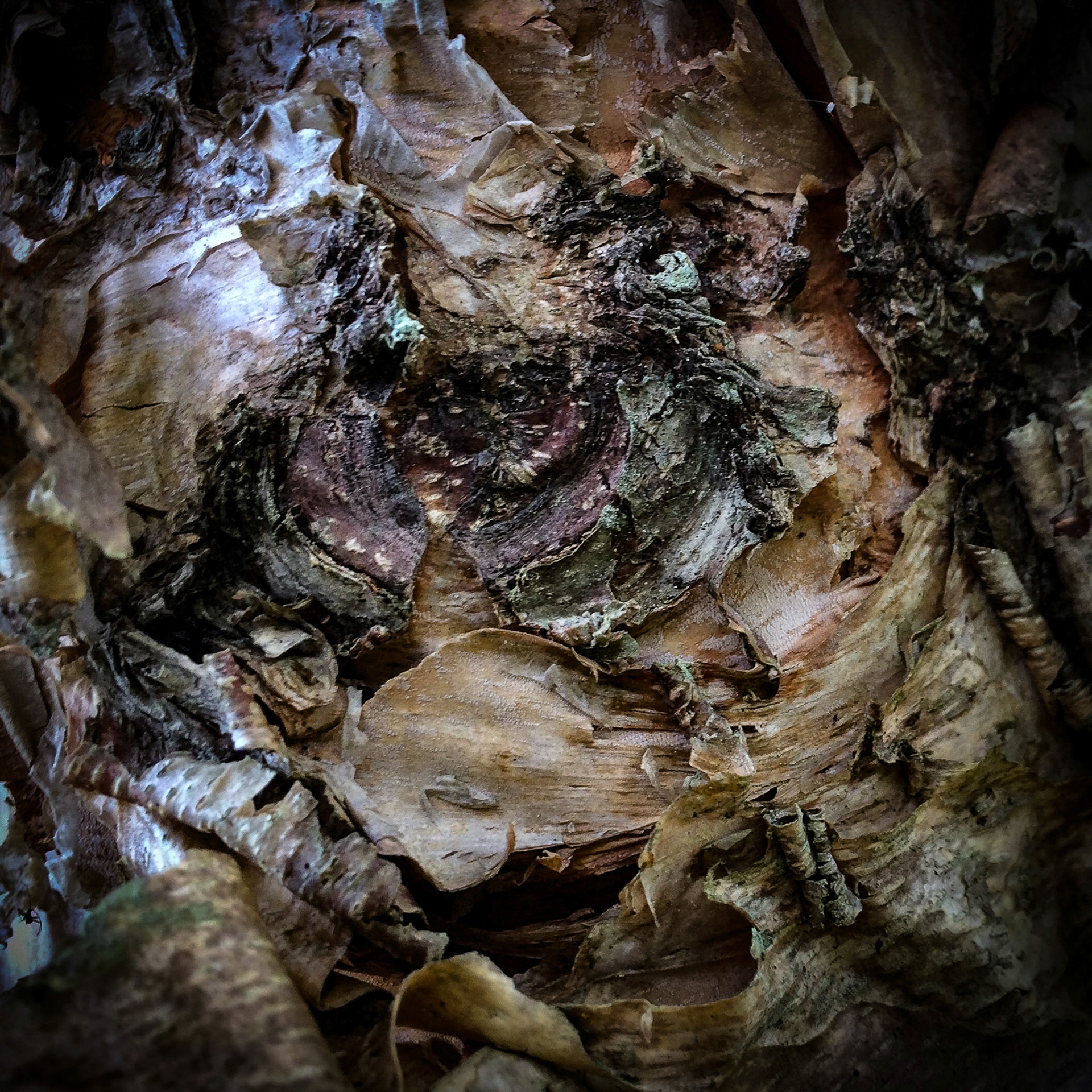 There Will Be Dancing in These Woods 