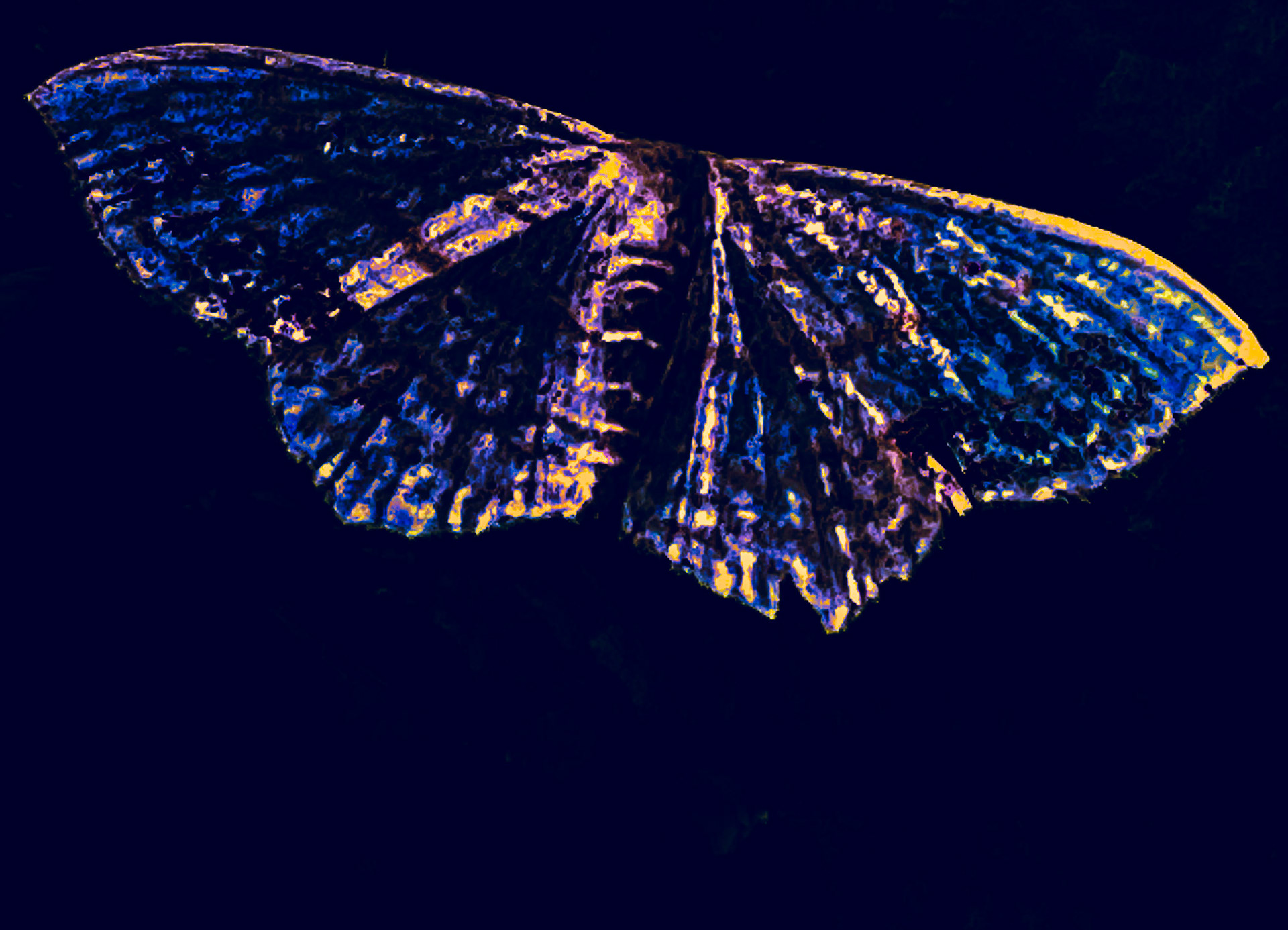 Moth Alterations Most True