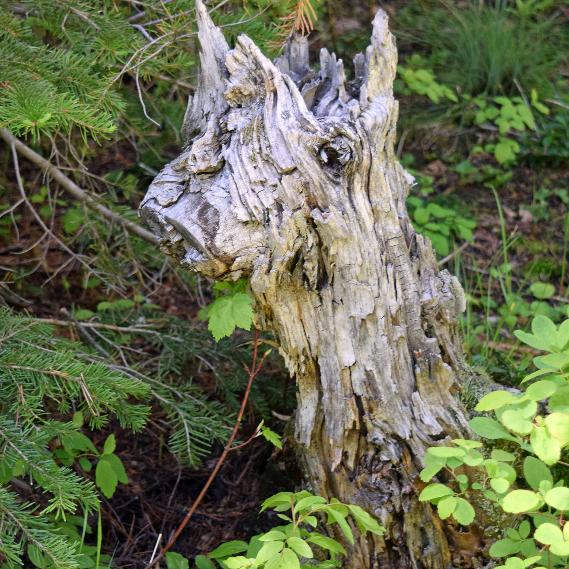 Return of Gentleness 