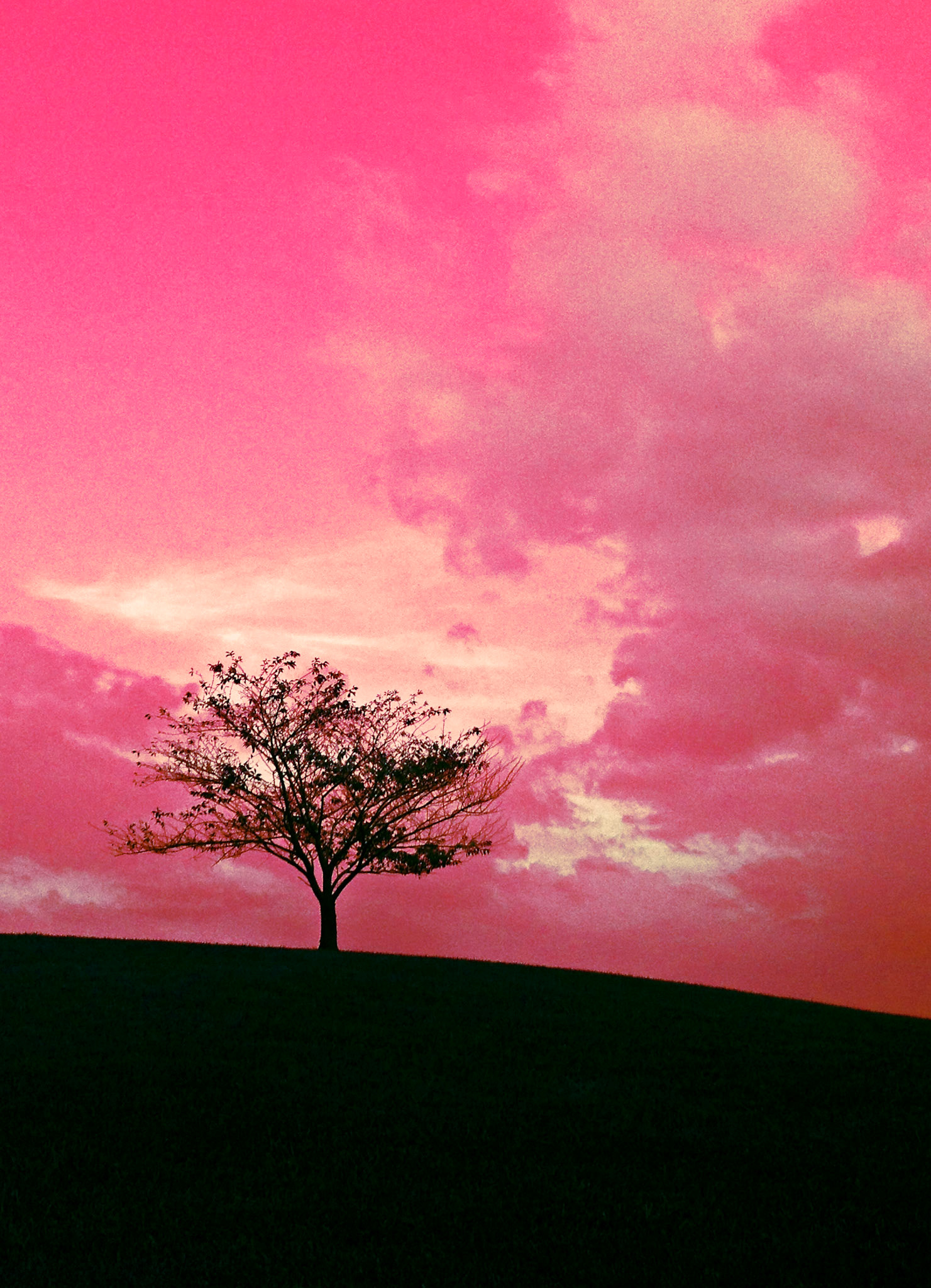 Beauty Stands Against the Terrible Sky