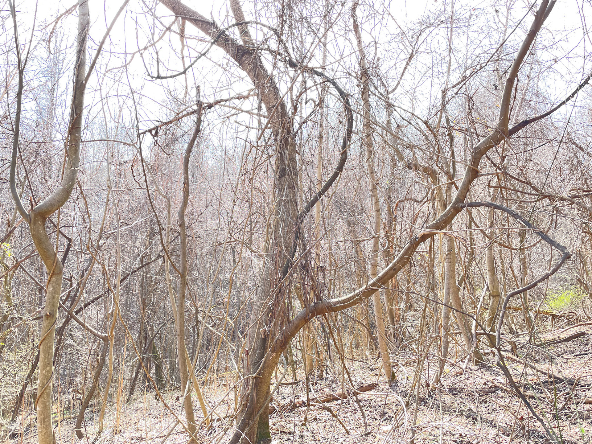 Barren
