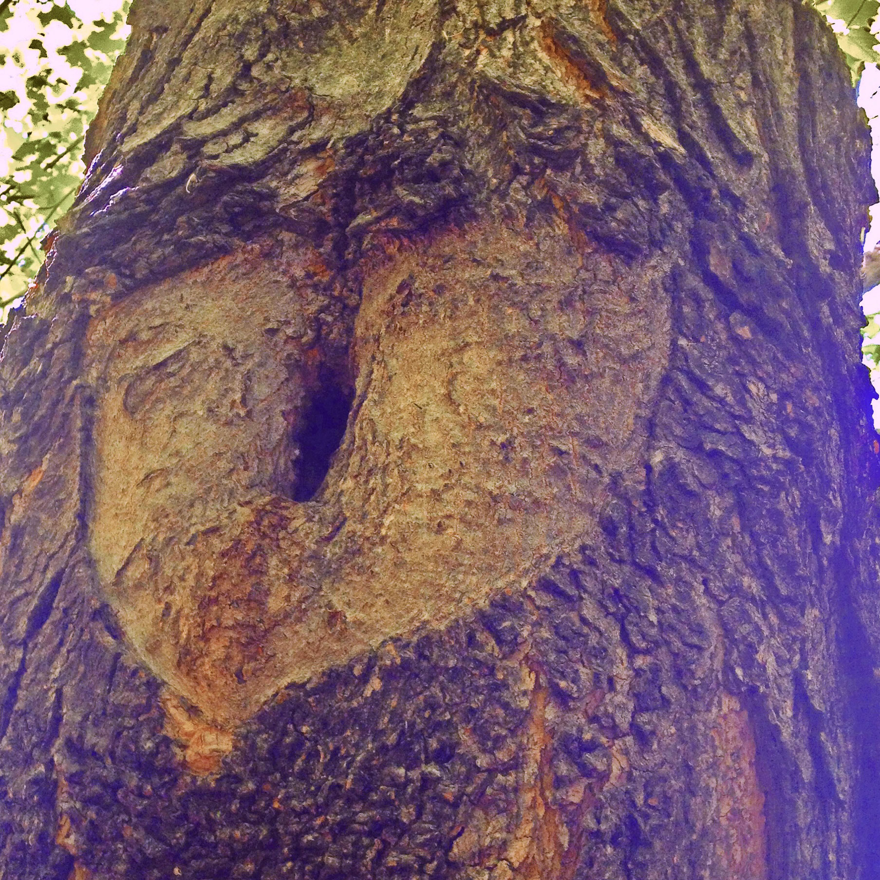 Heart of the Dove 