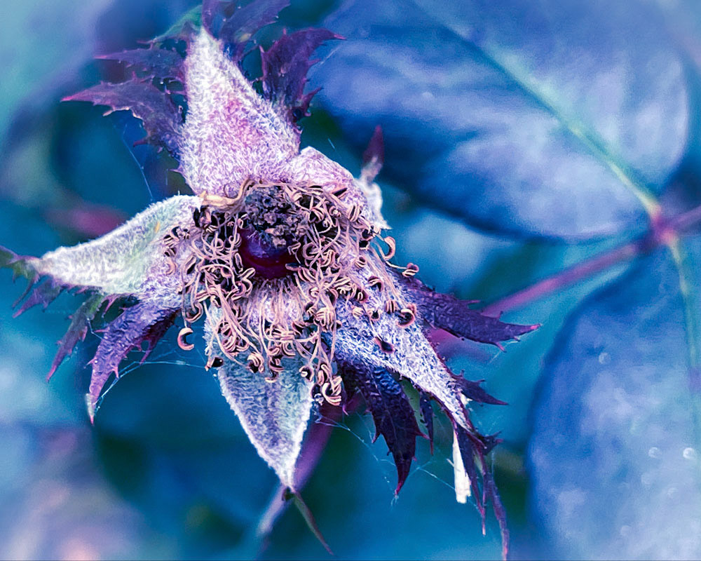 Her Frosted Dream