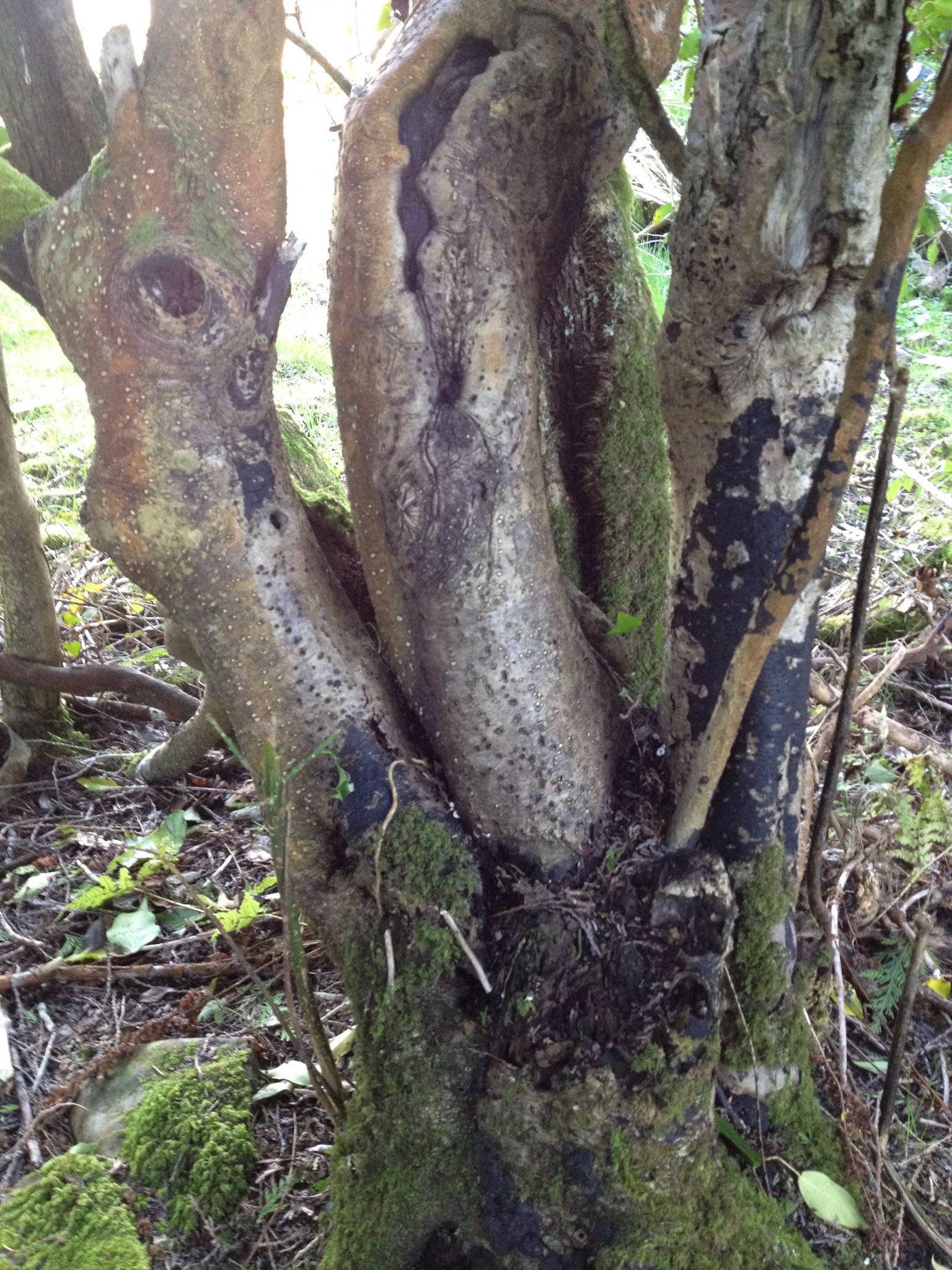 All My Sisters and Me