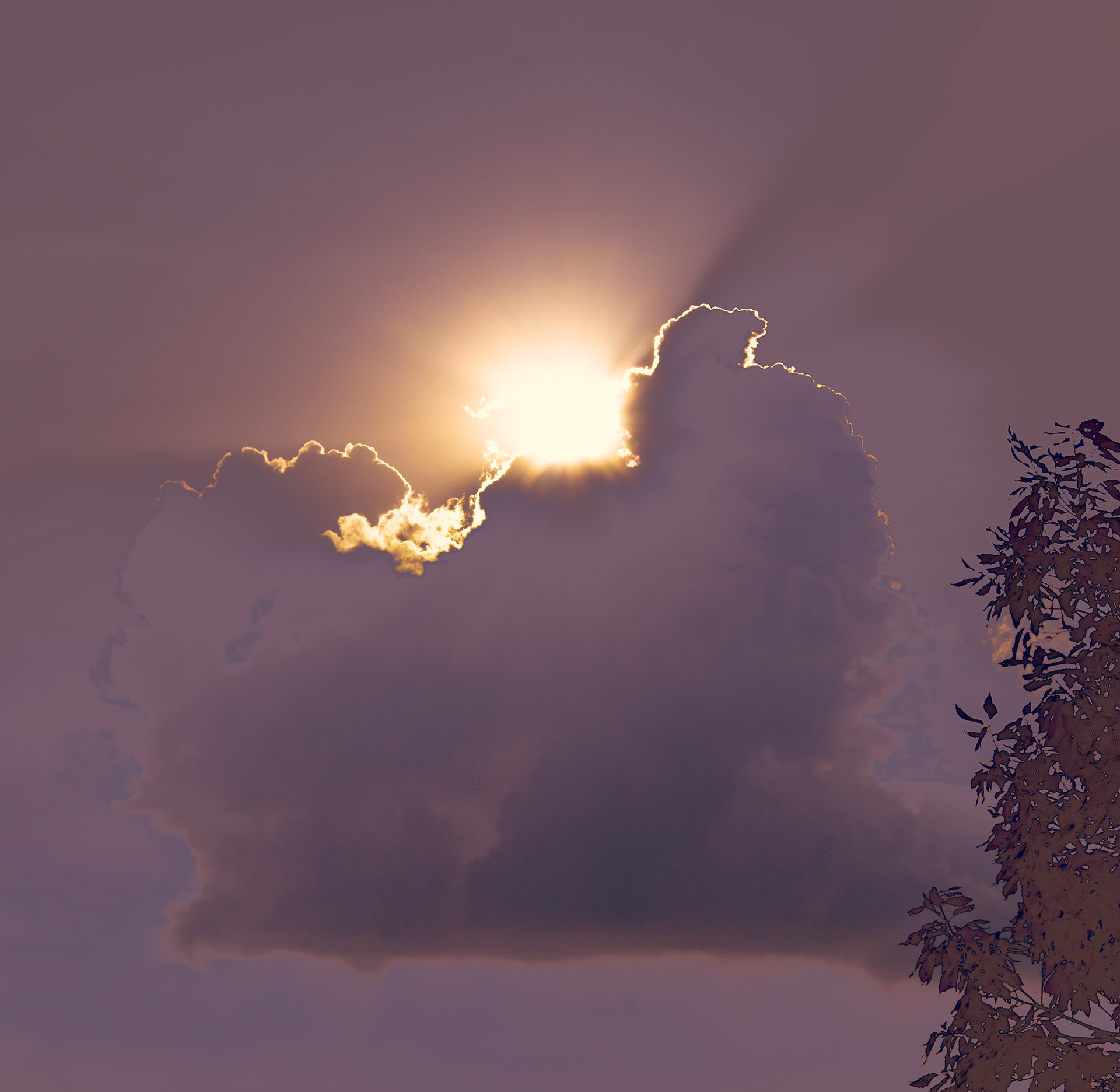 Free to Rise Above