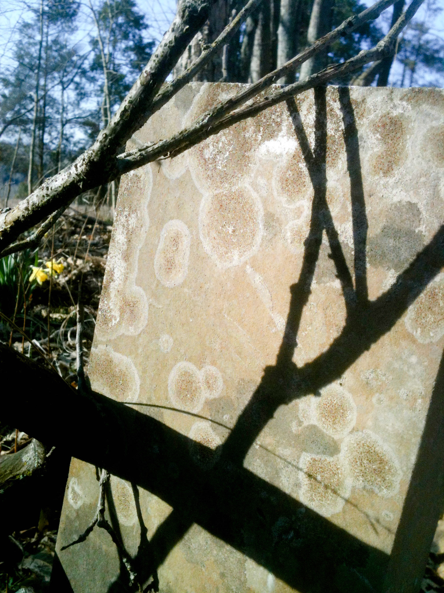 Imprint and Impression