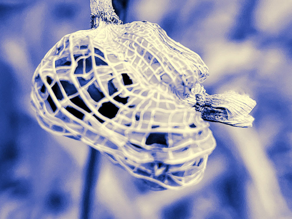 Turtle on a Mission