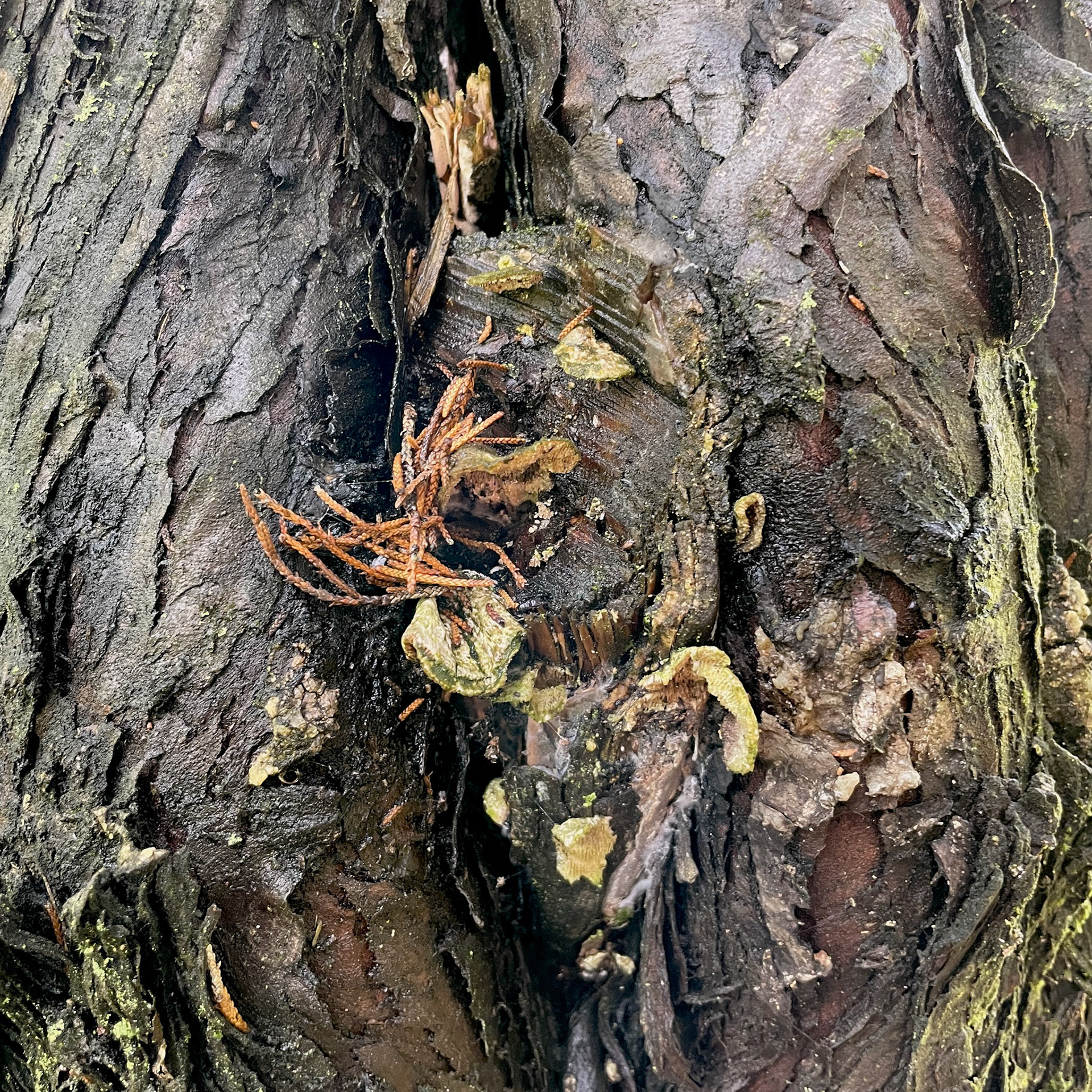 What Remains (After the Storm) 