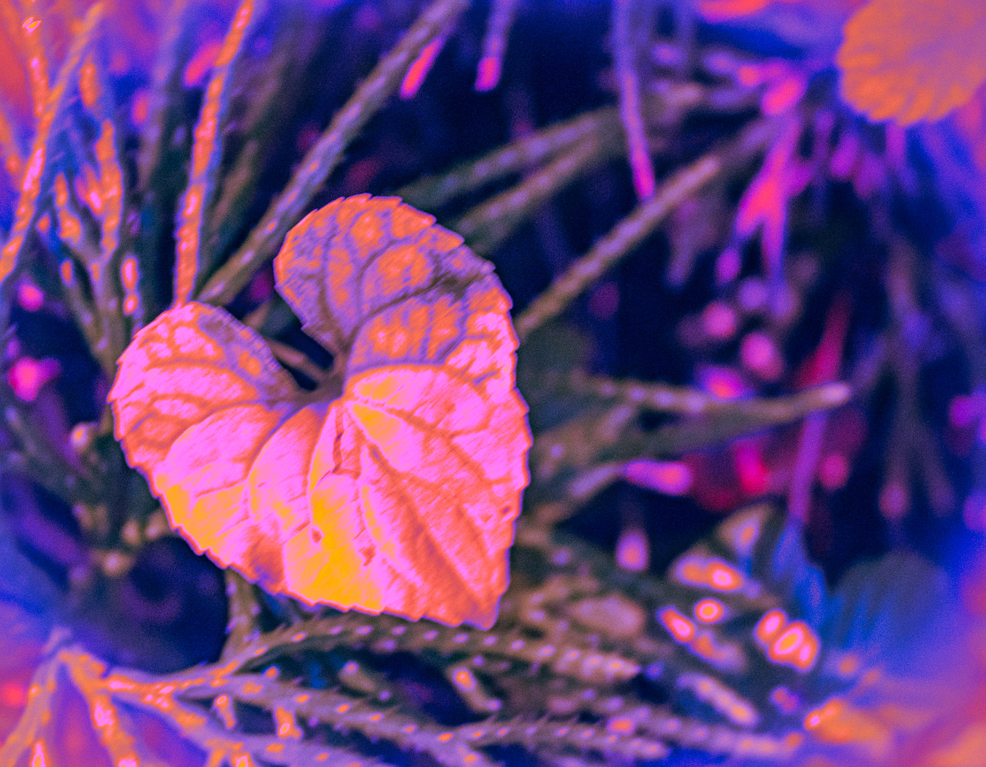 Heart of the Forest