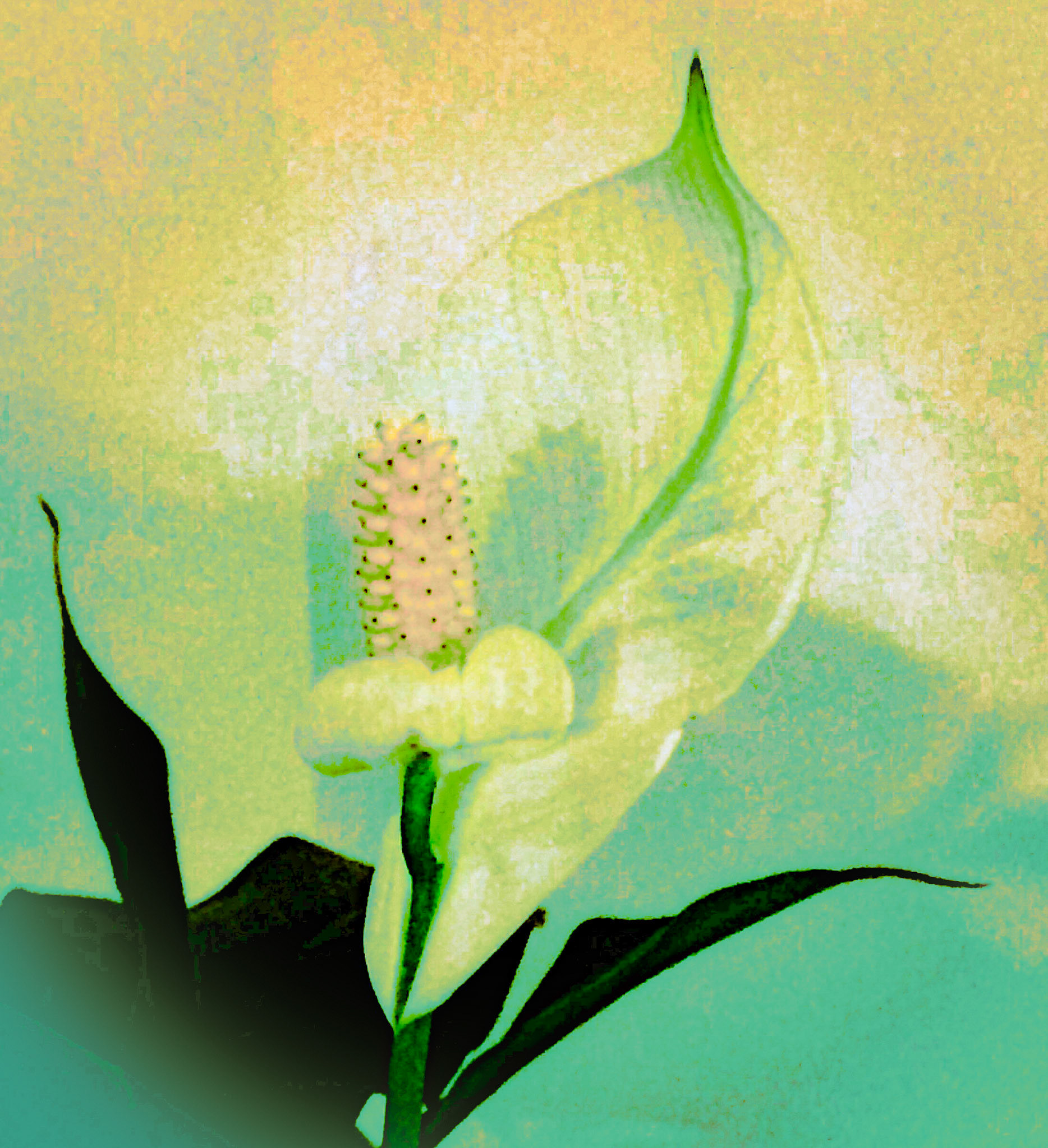 Free to Bloom