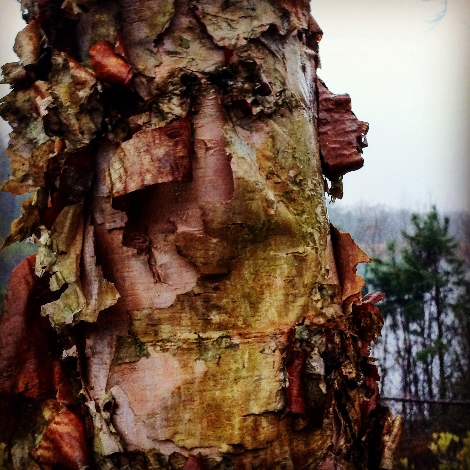 Giants in the Land