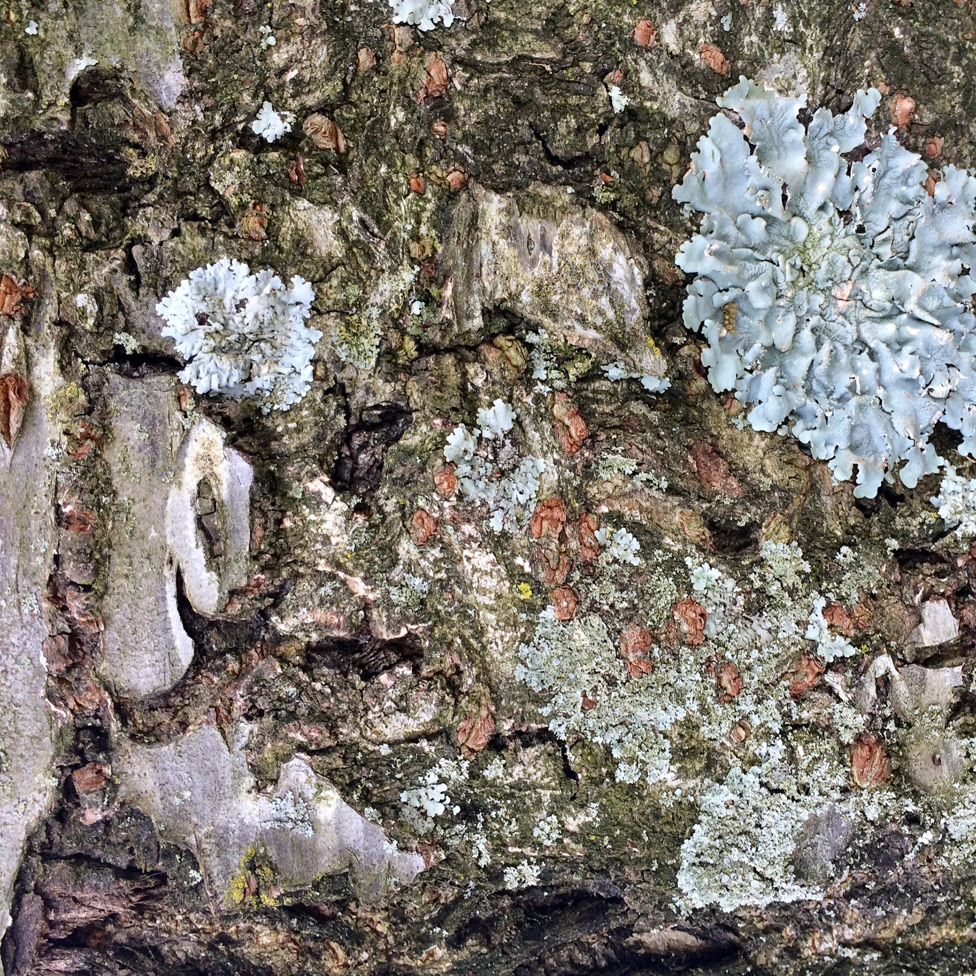 The World in This Tree